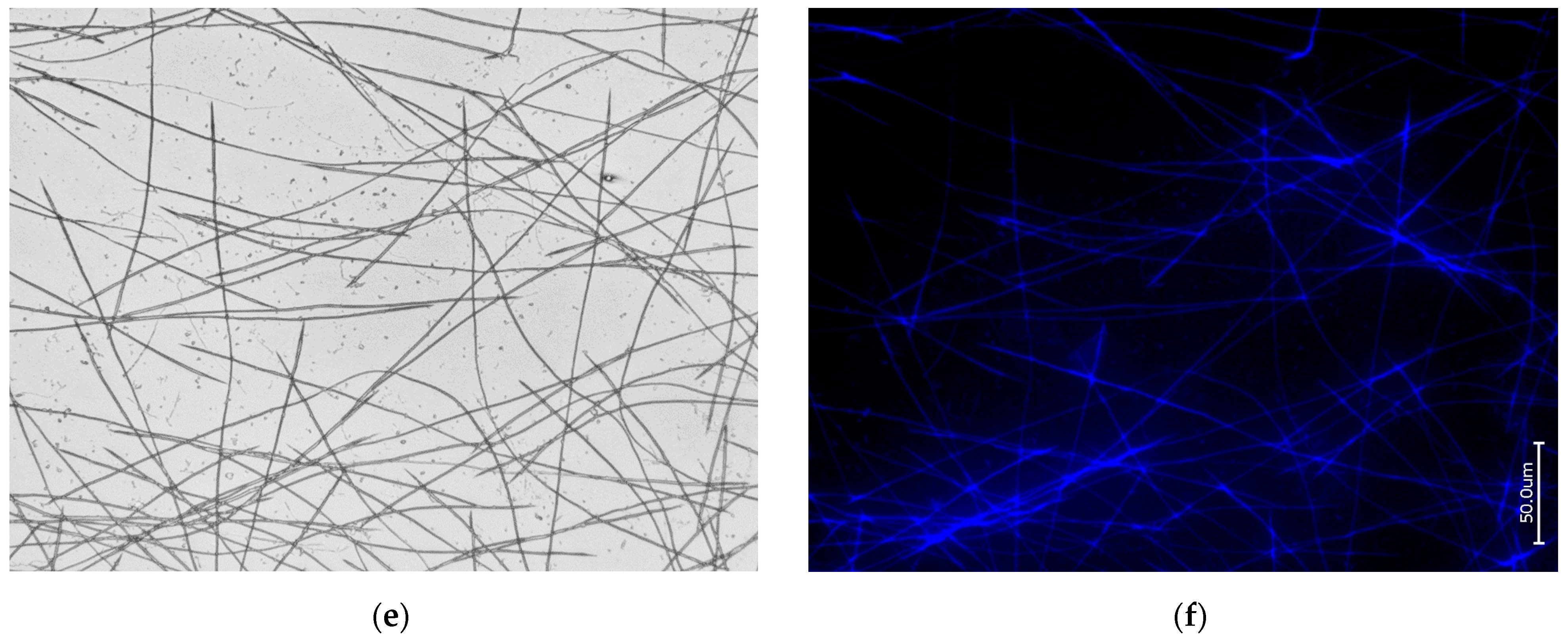 Biomimetics 09 00393 g005b