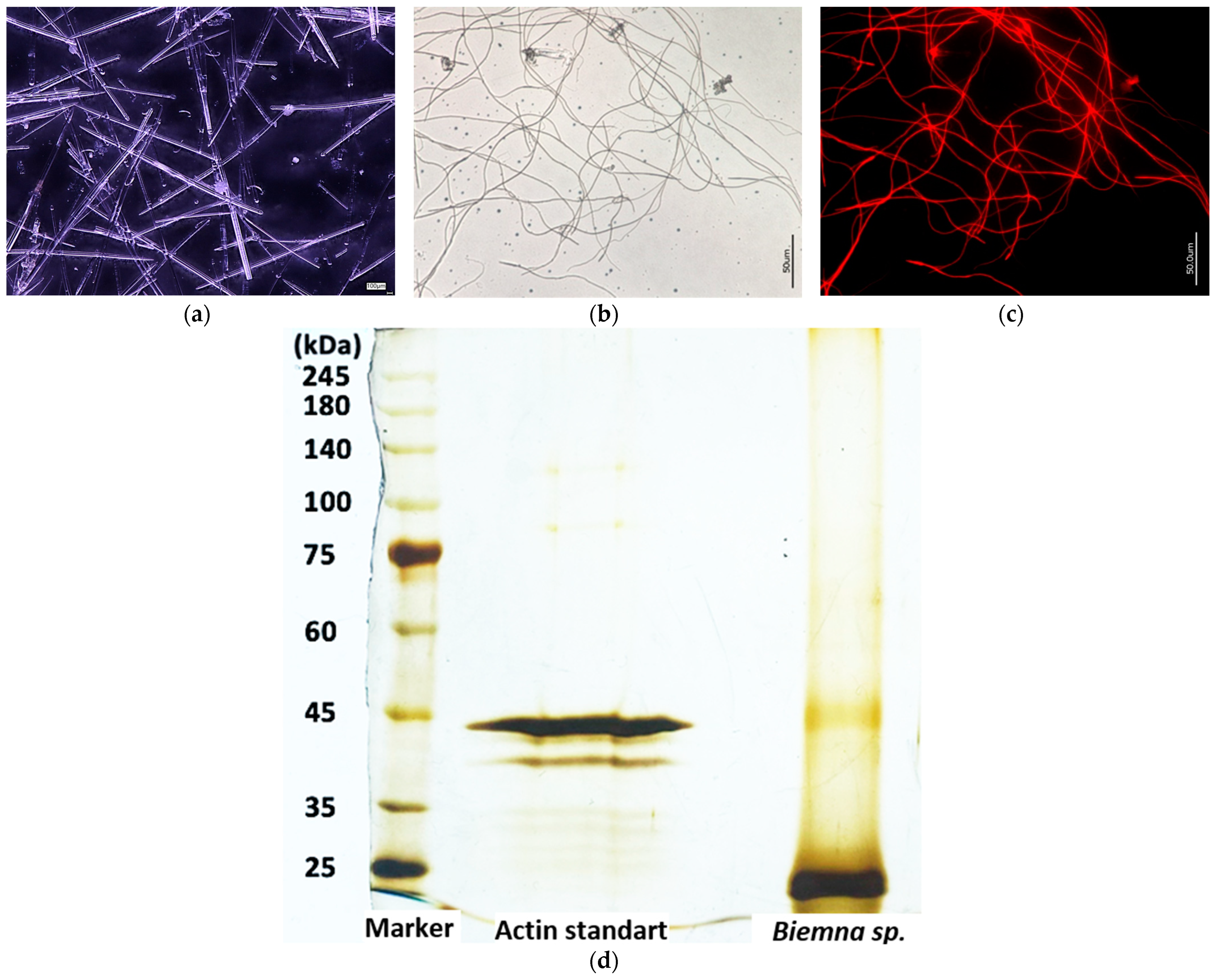 Biomimetics 09 00393 g006