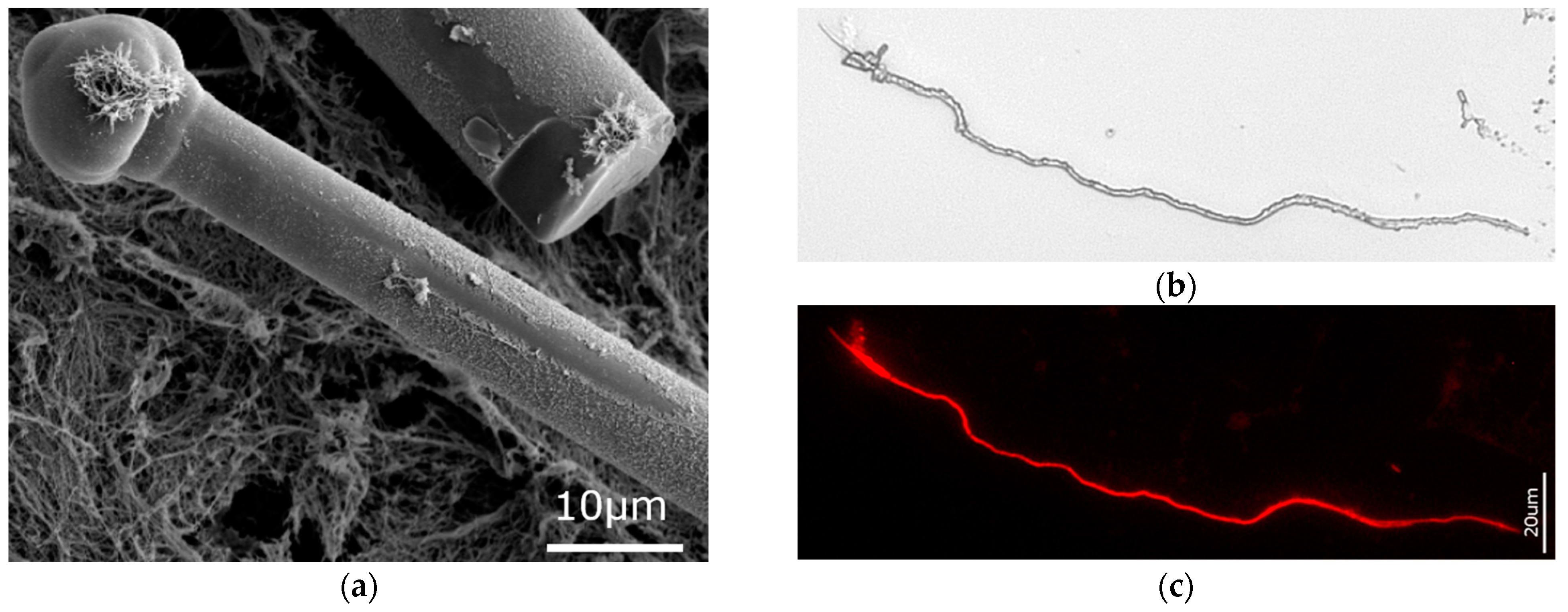 Biomimetics 09 00393 g007