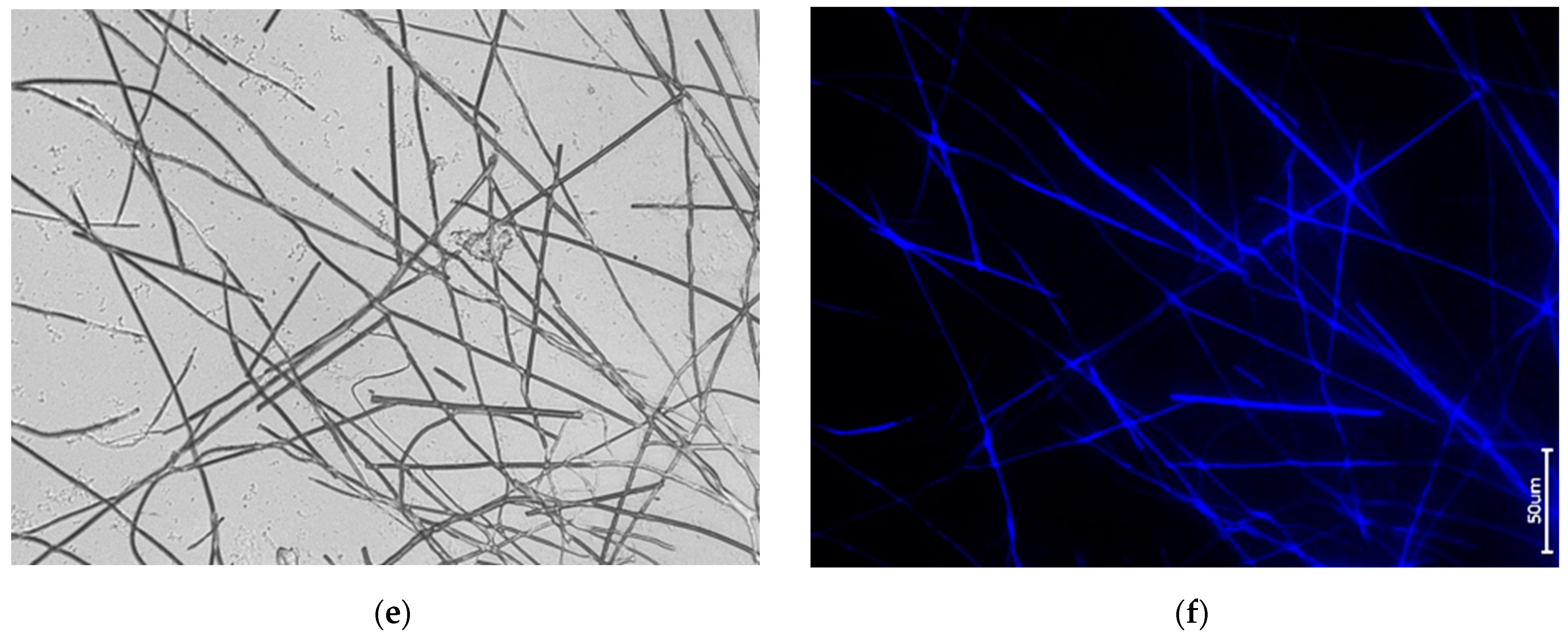 Biomimetics 09 00393 g008b