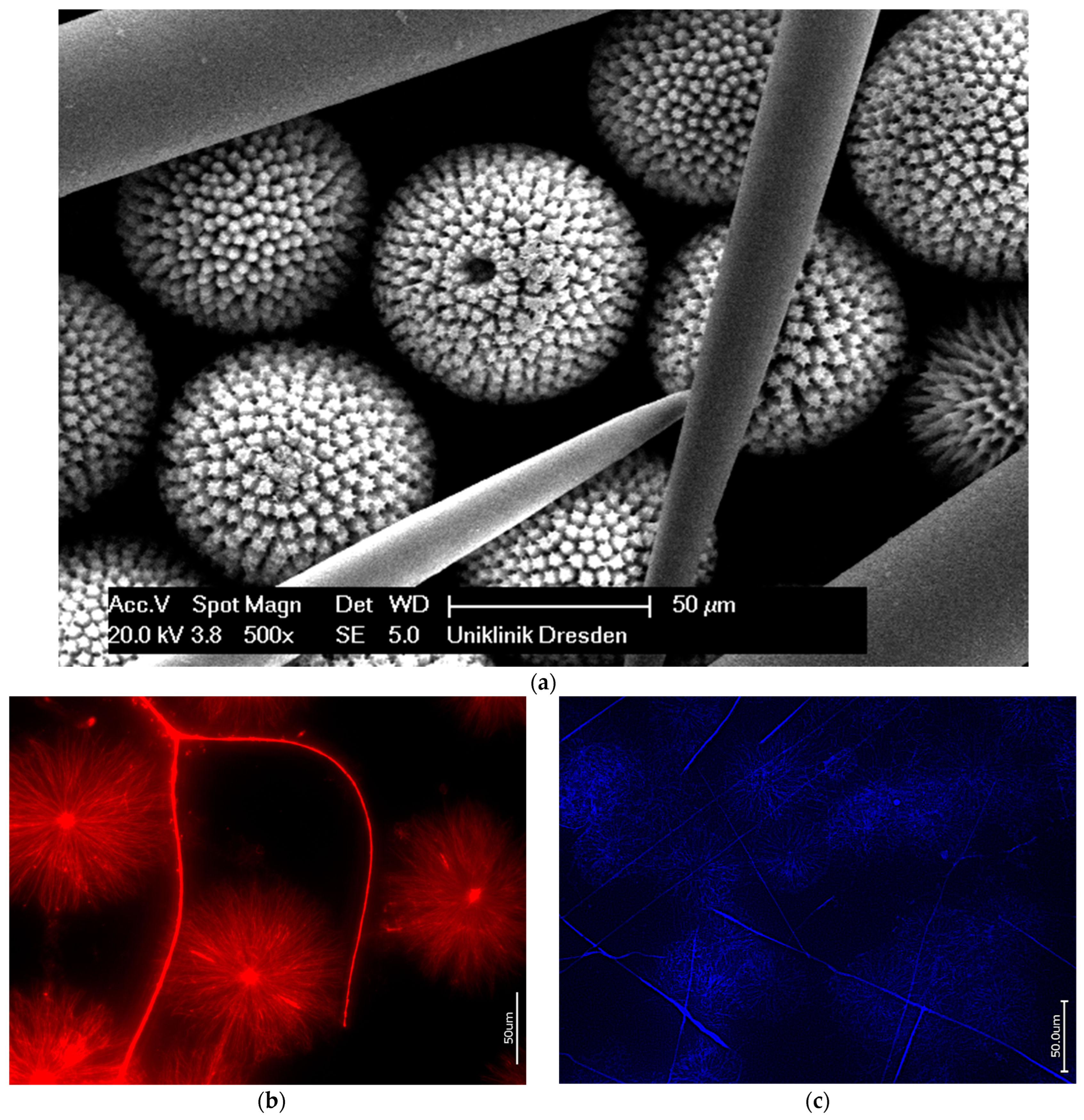 Biomimetics 09 00393 g009