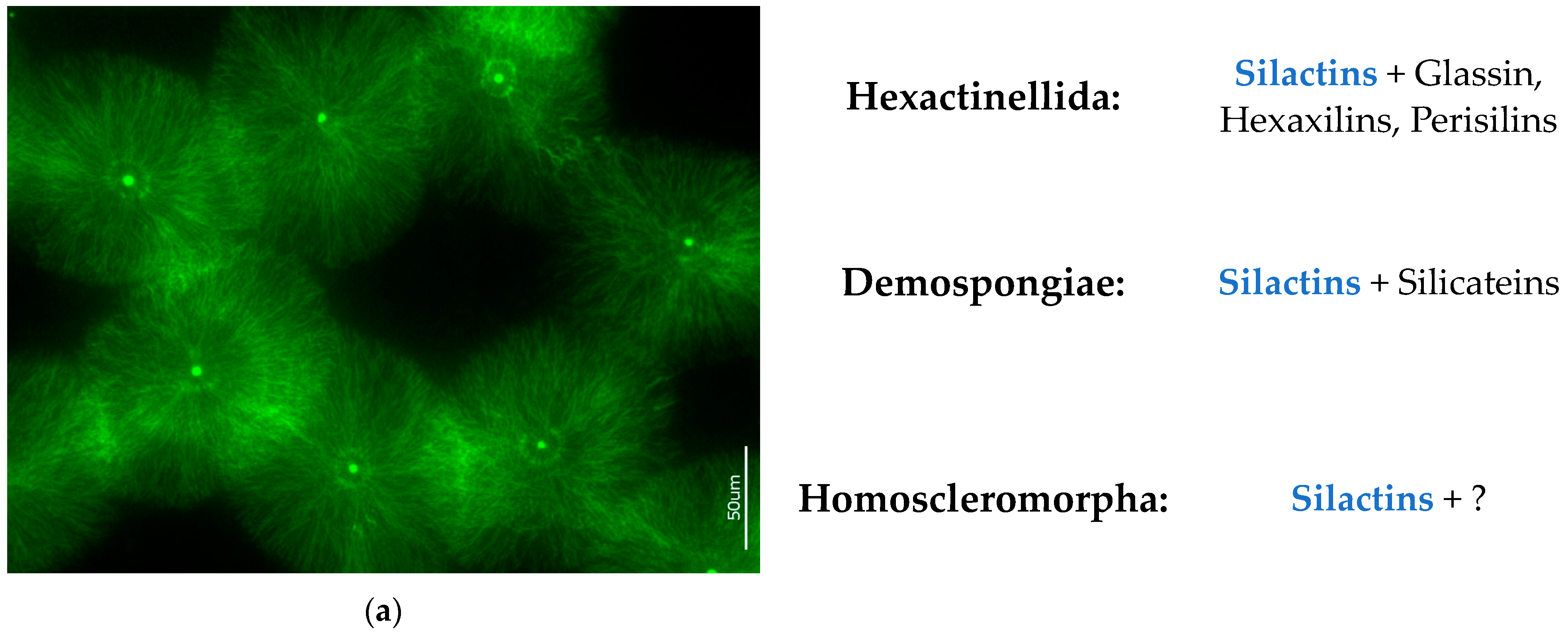 Biomimetics 09 00393 g012