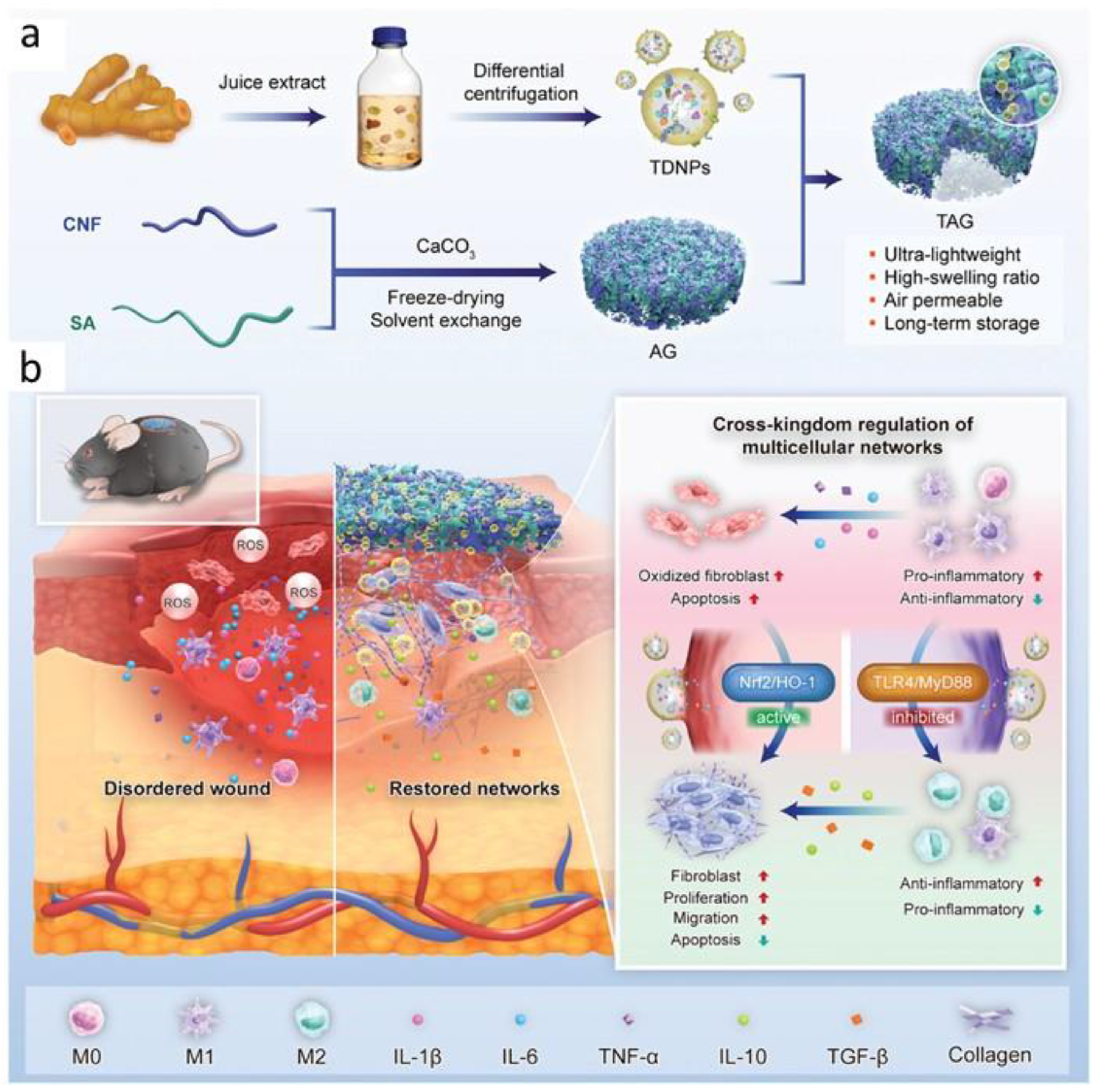 Biomimetics 09 00397 g003