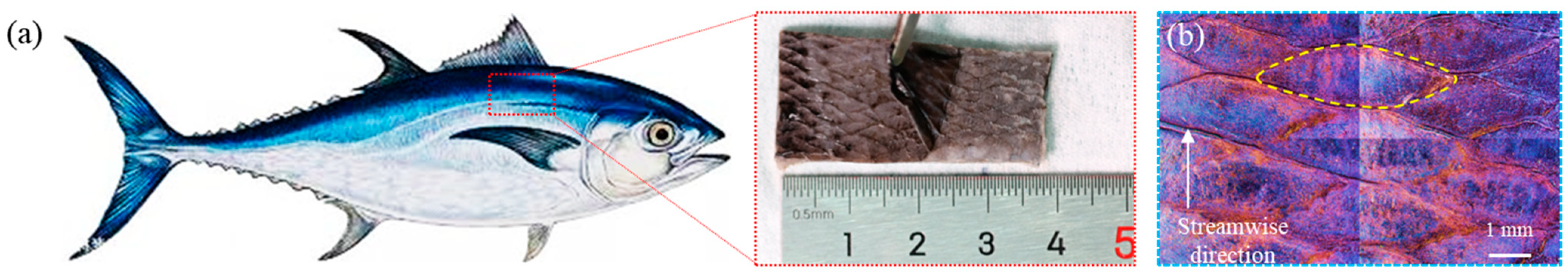 Biomimetics 09 00415 g001