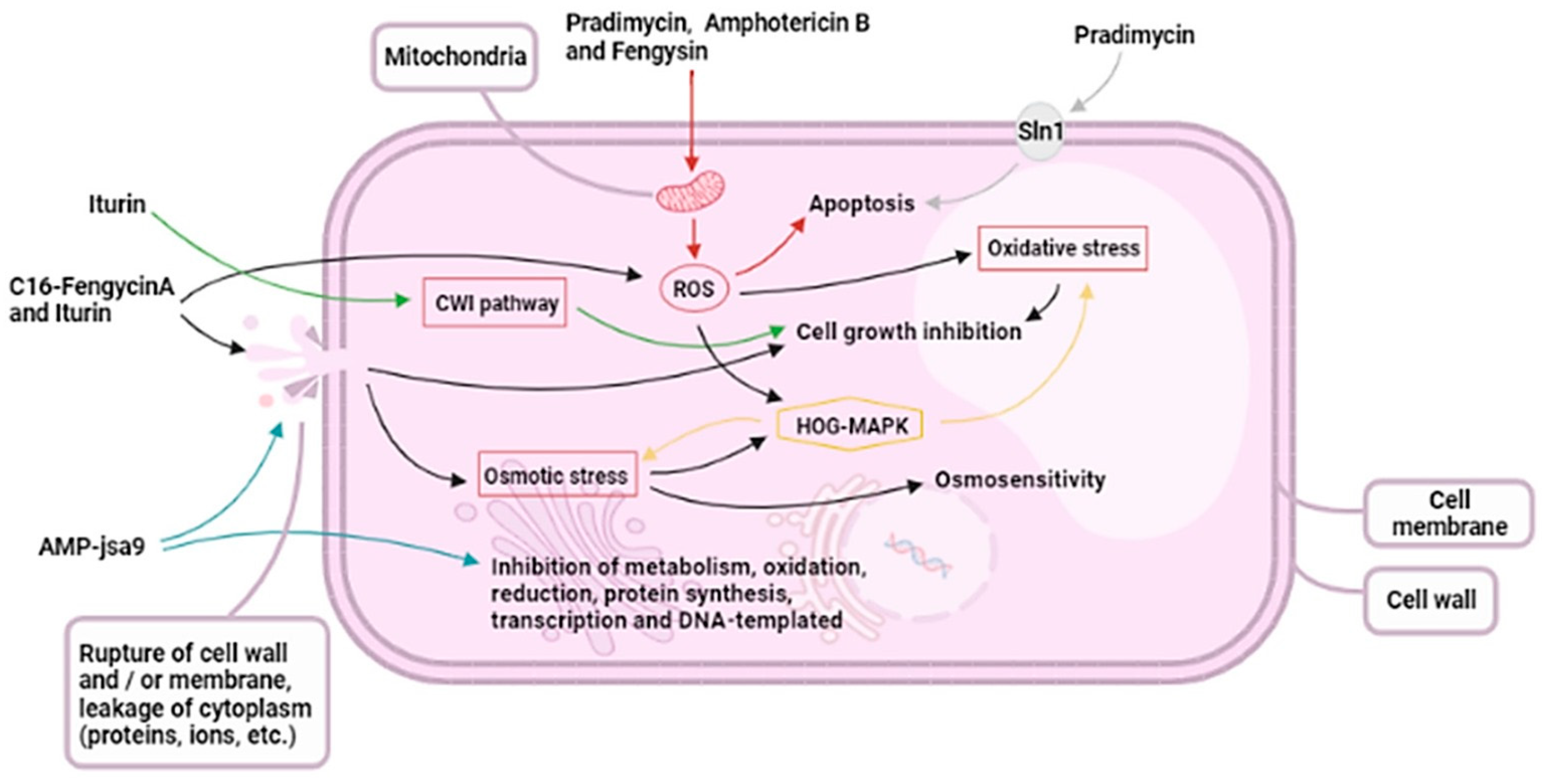 Biomimetics | Free Full-Text | Biomimetic Antifungal Materials ...