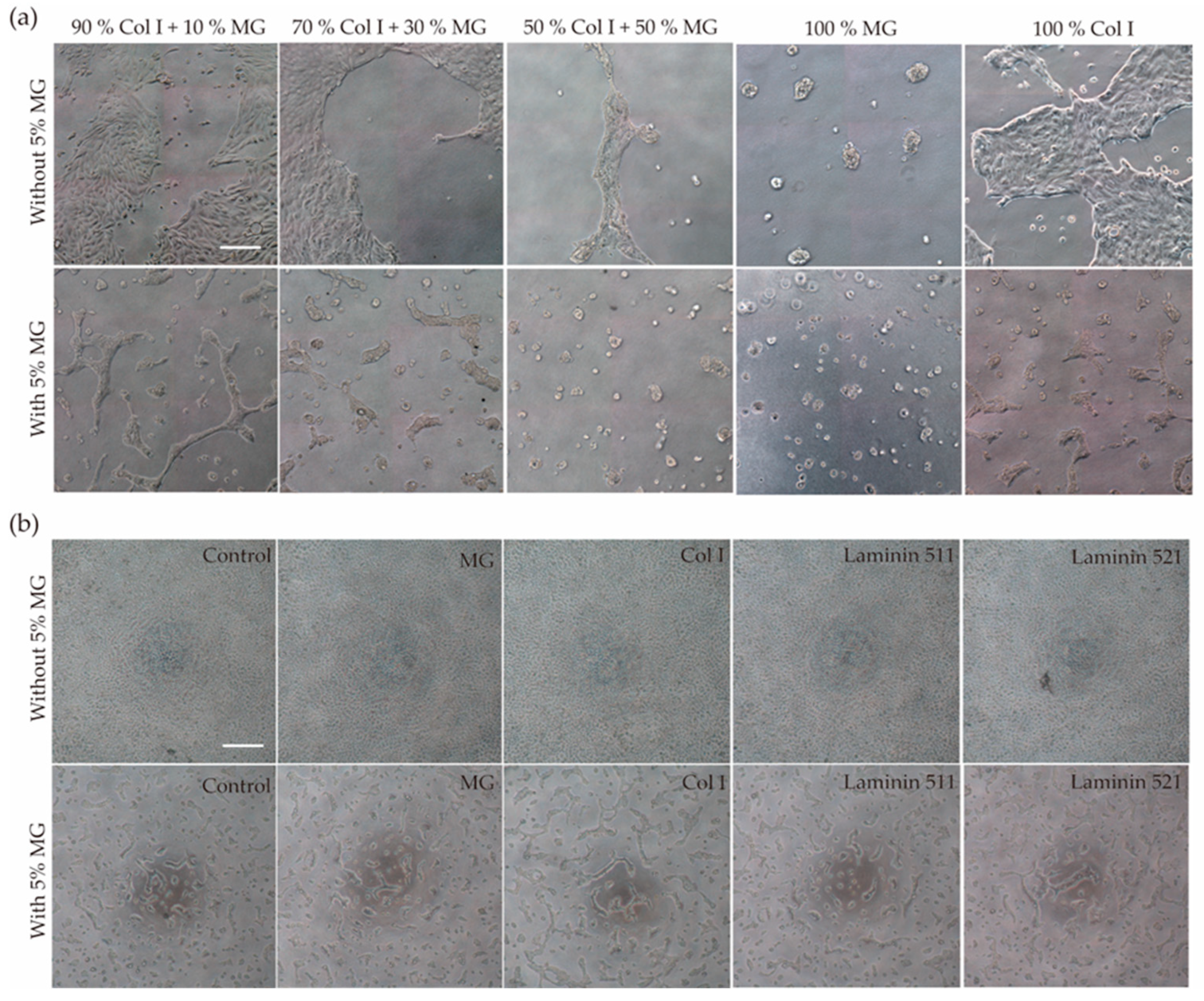 Biomimetics 09 00446 g001