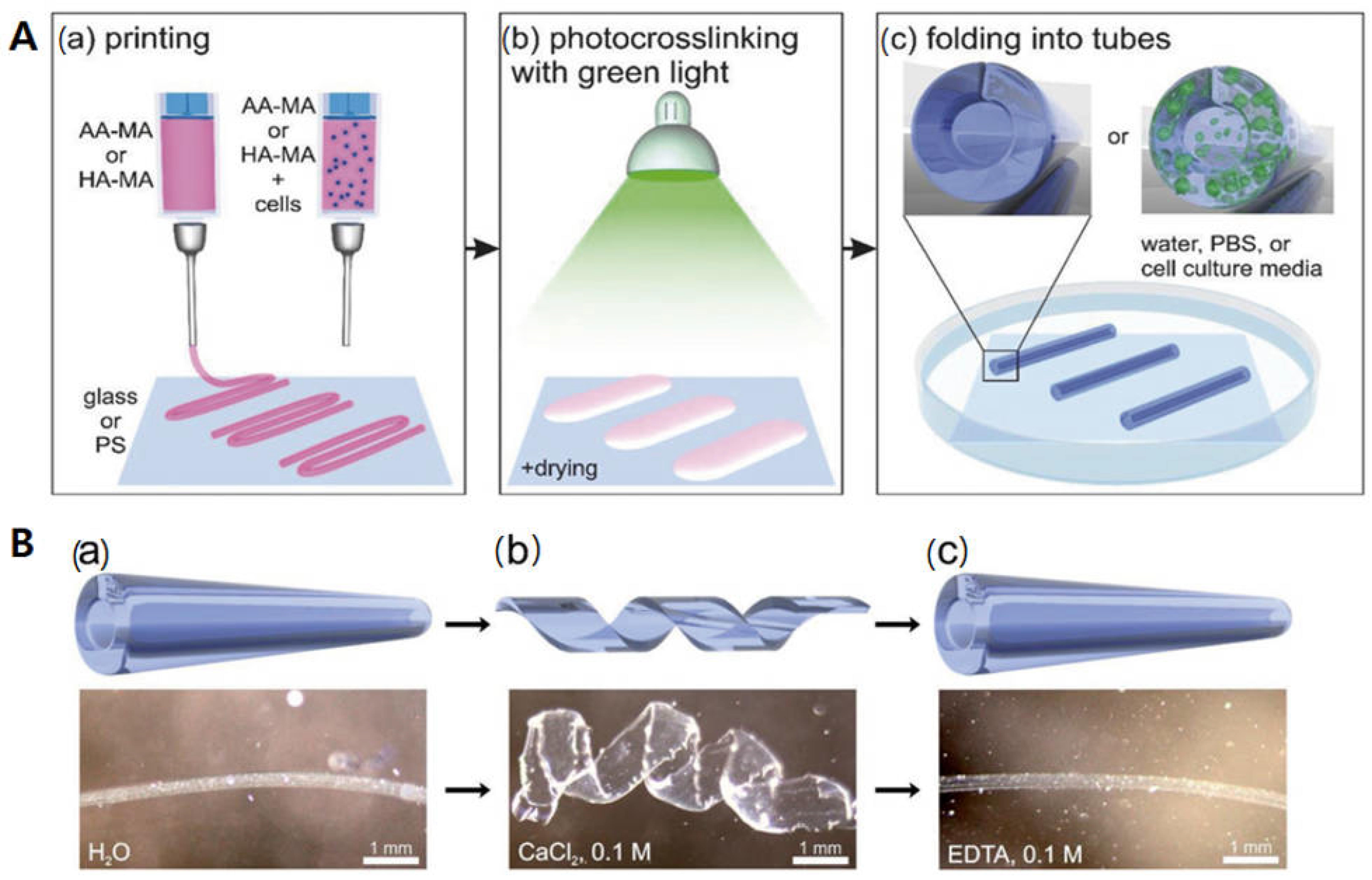 Biomimetics 09 00484 g001
