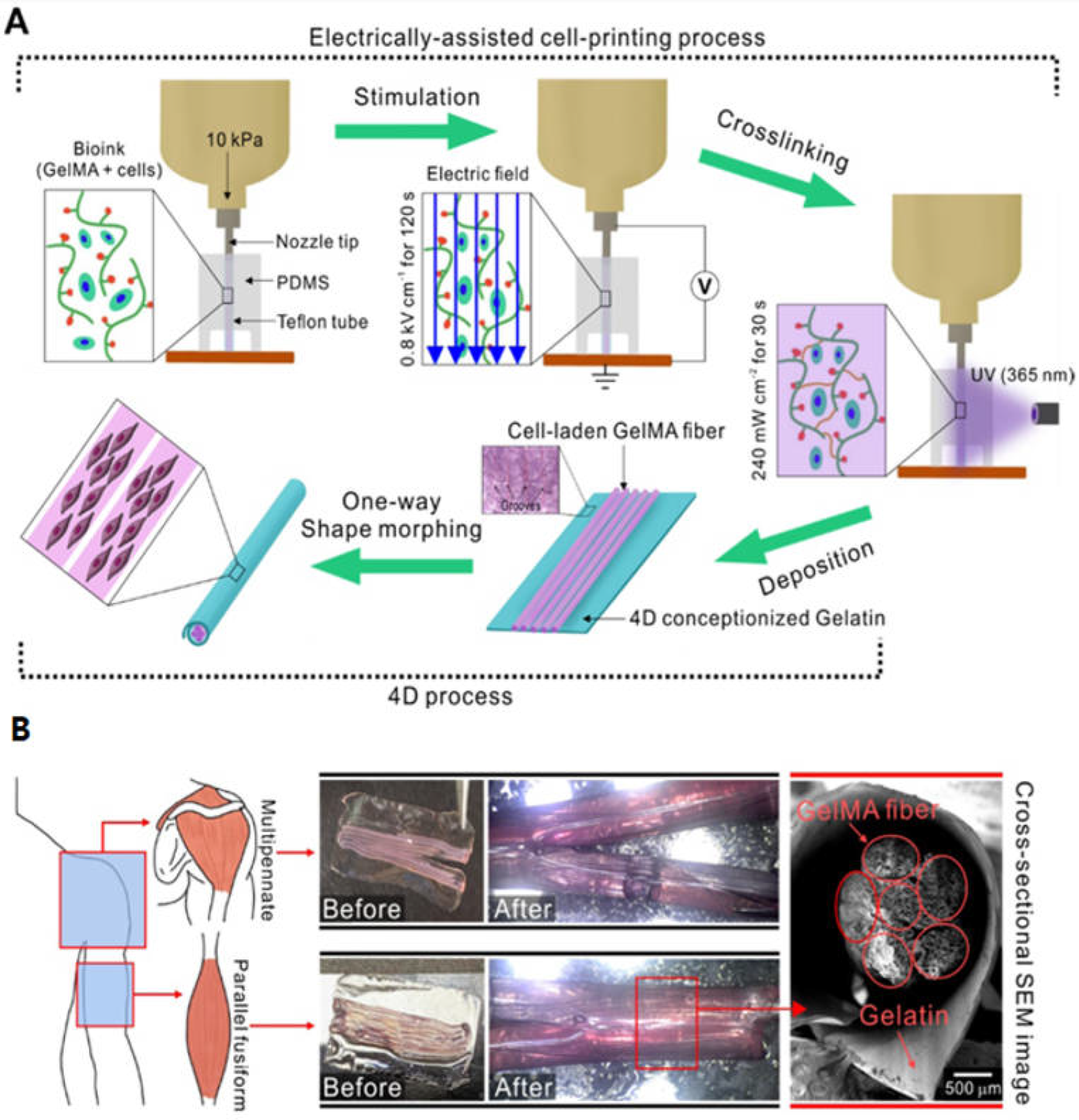 Biomimetics 09 00484 g003