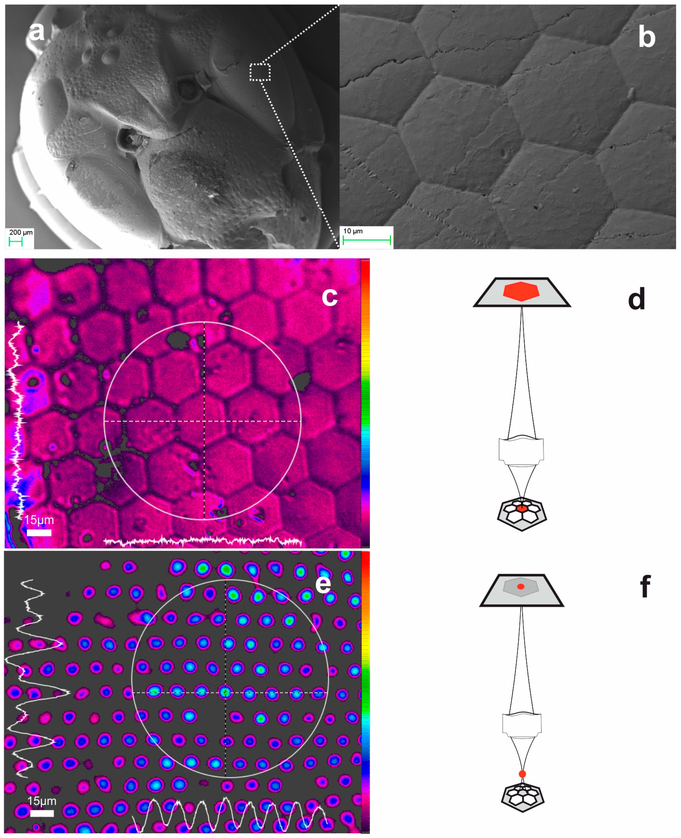 Biomimetics 09 00487 g003