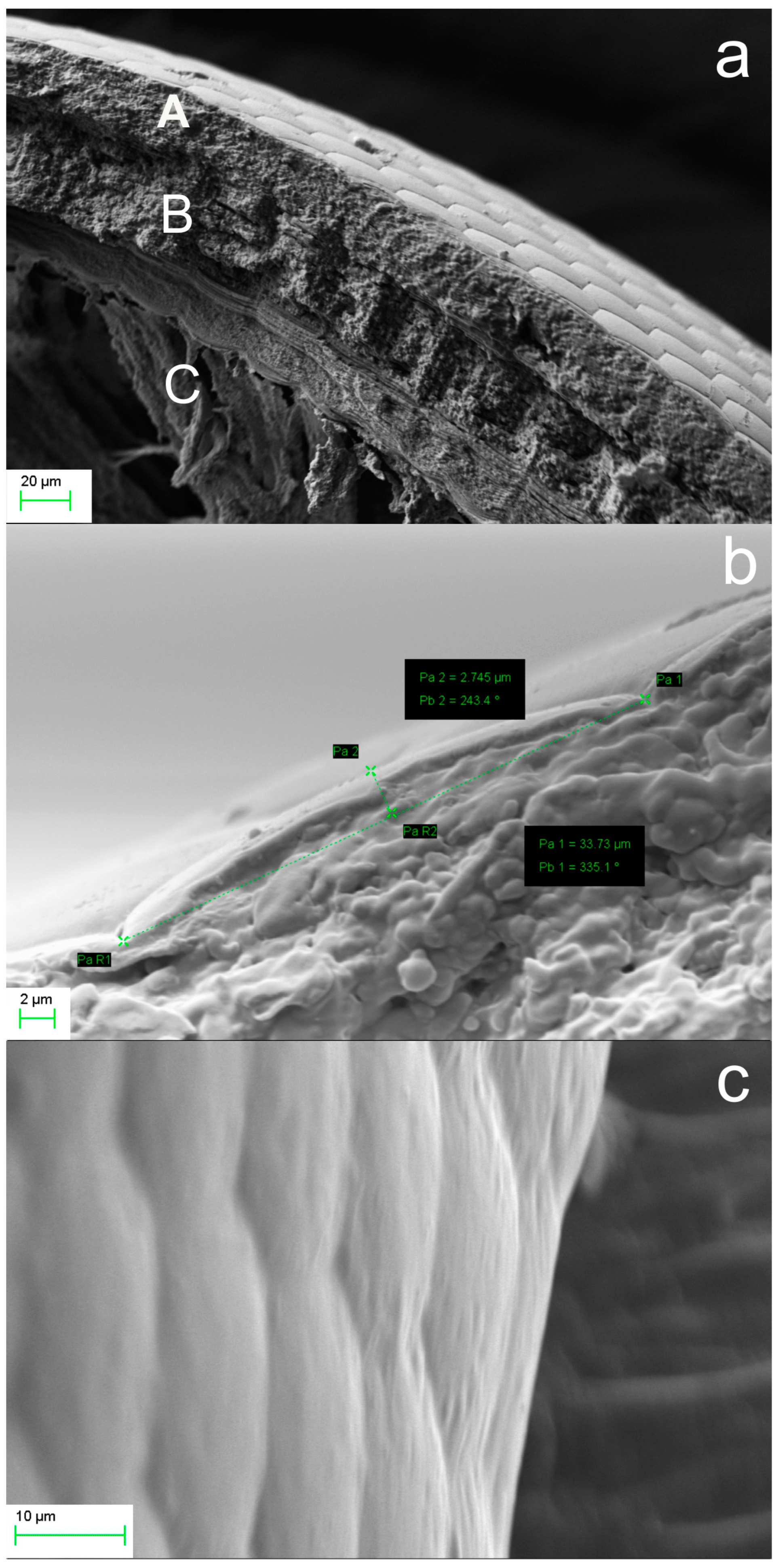 Biomimetics 09 00487 g004