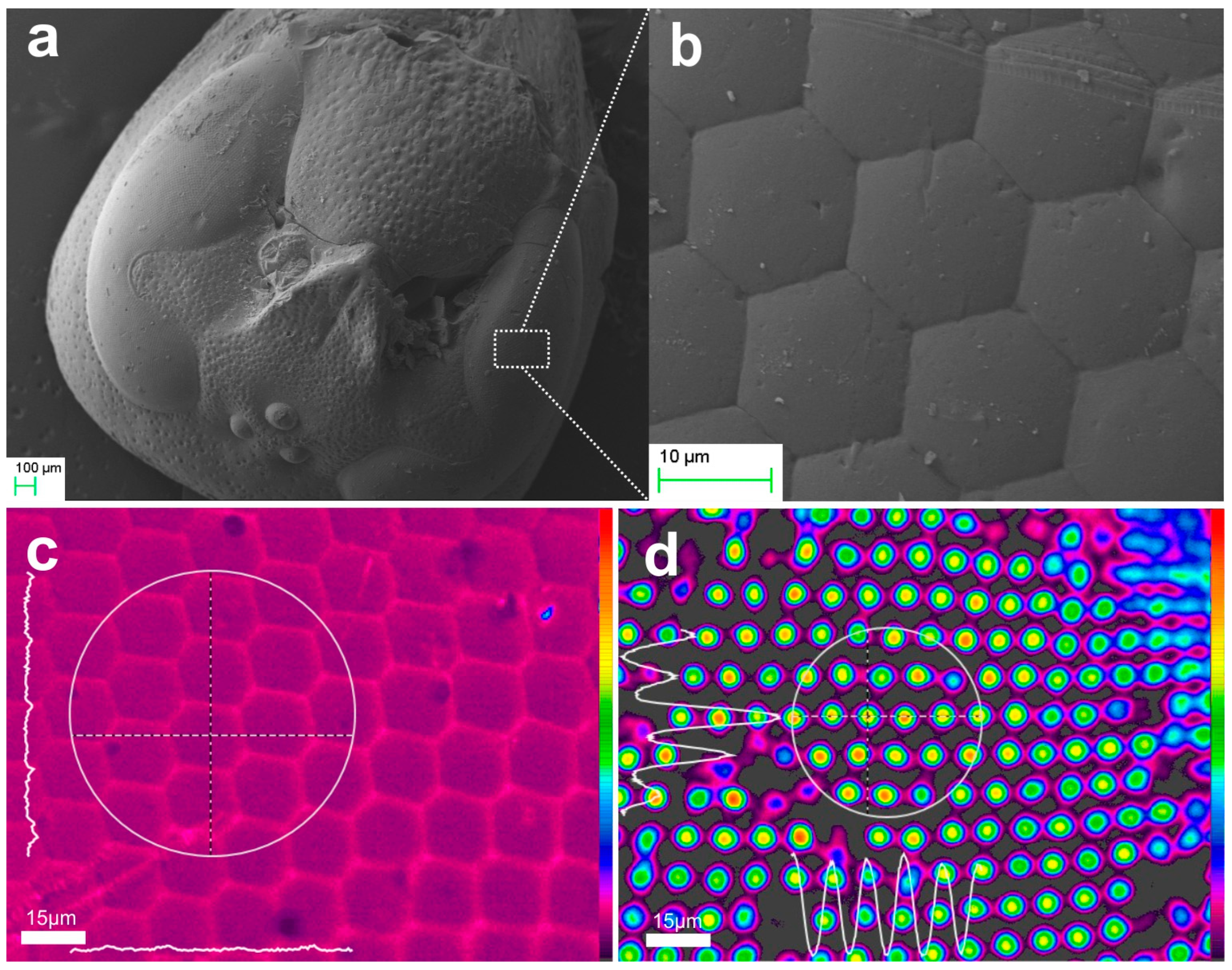 Biomimetics 09 00487 g006