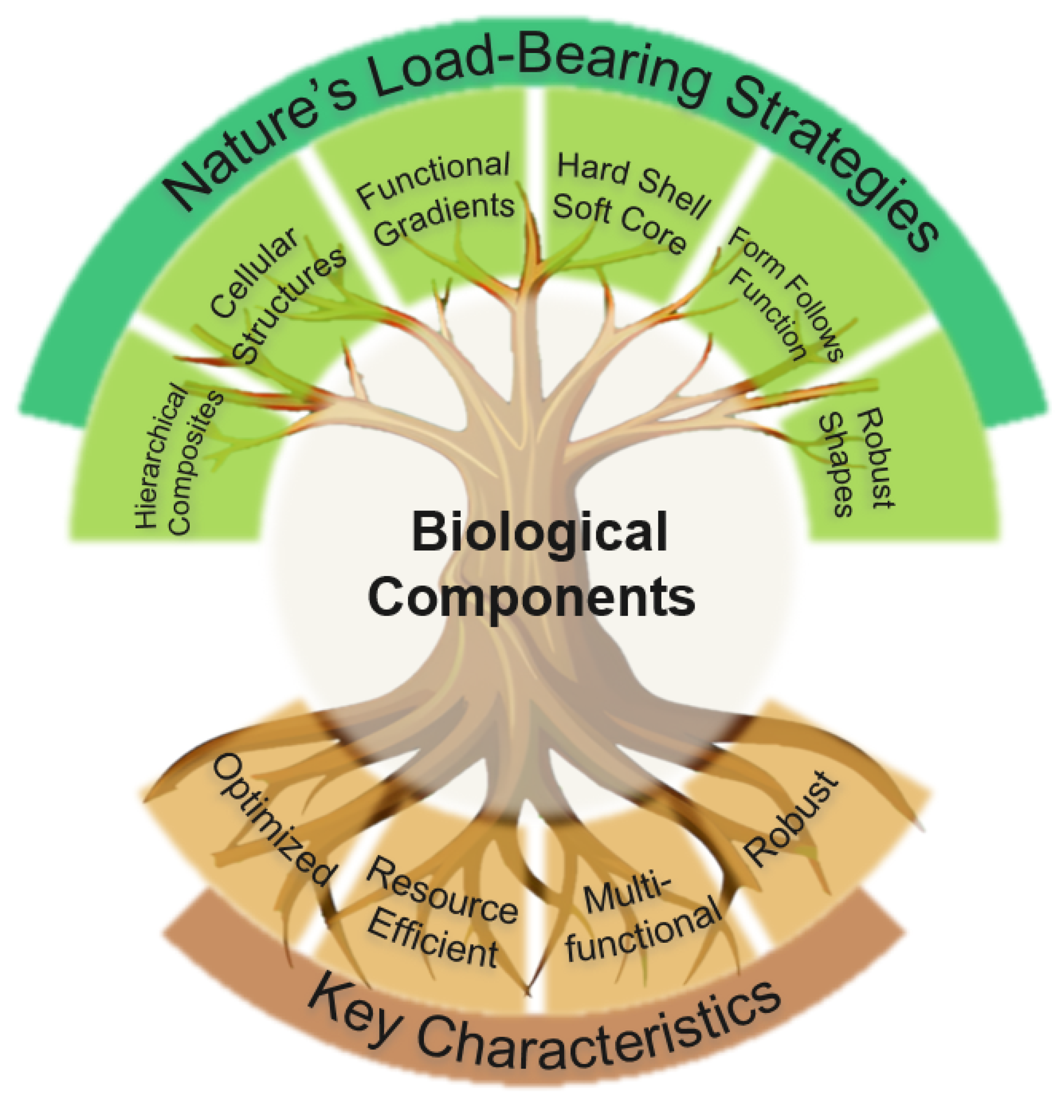 Biomimetics 09 00545 g001