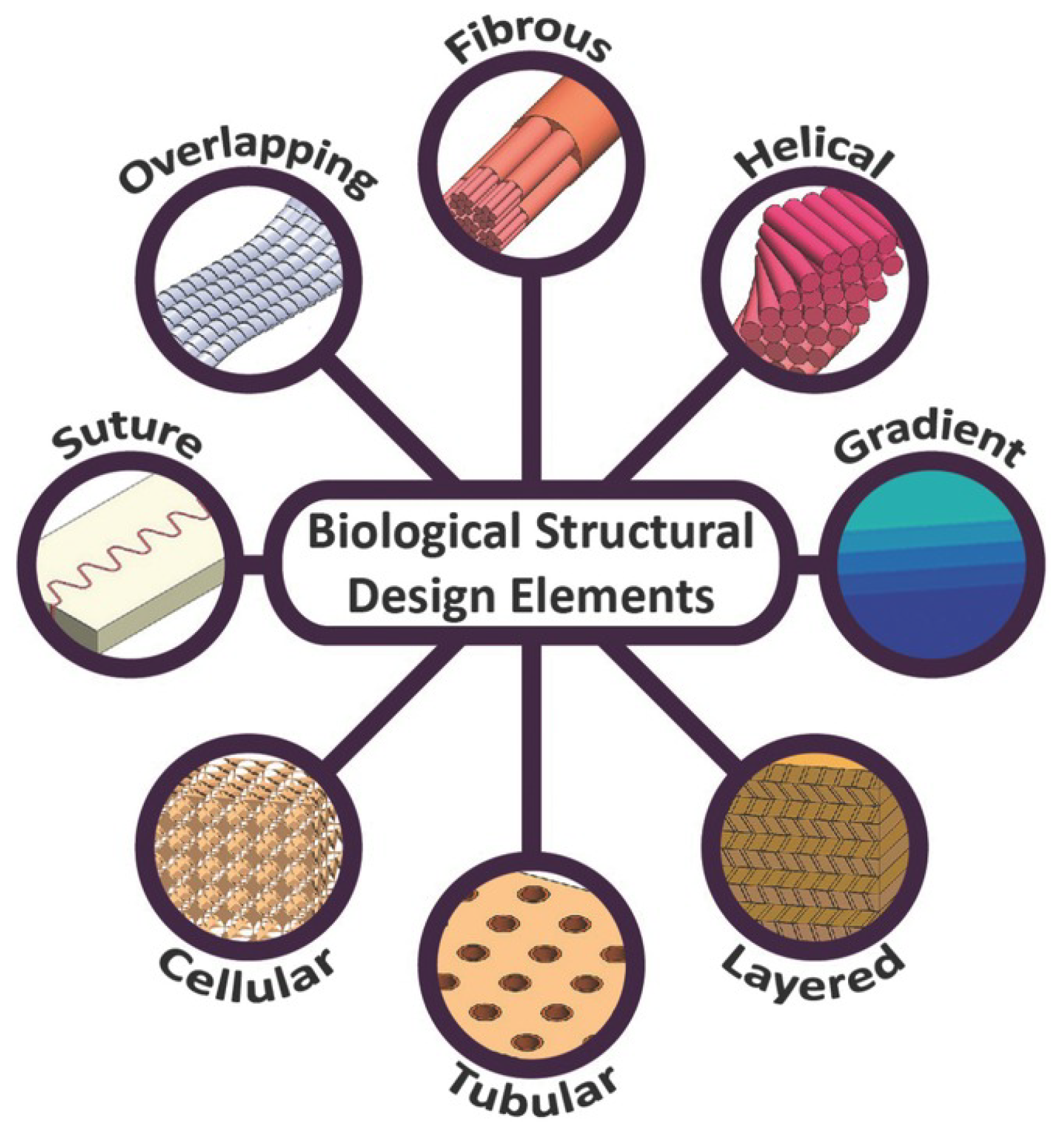 Biomimetics 09 00545 g002
