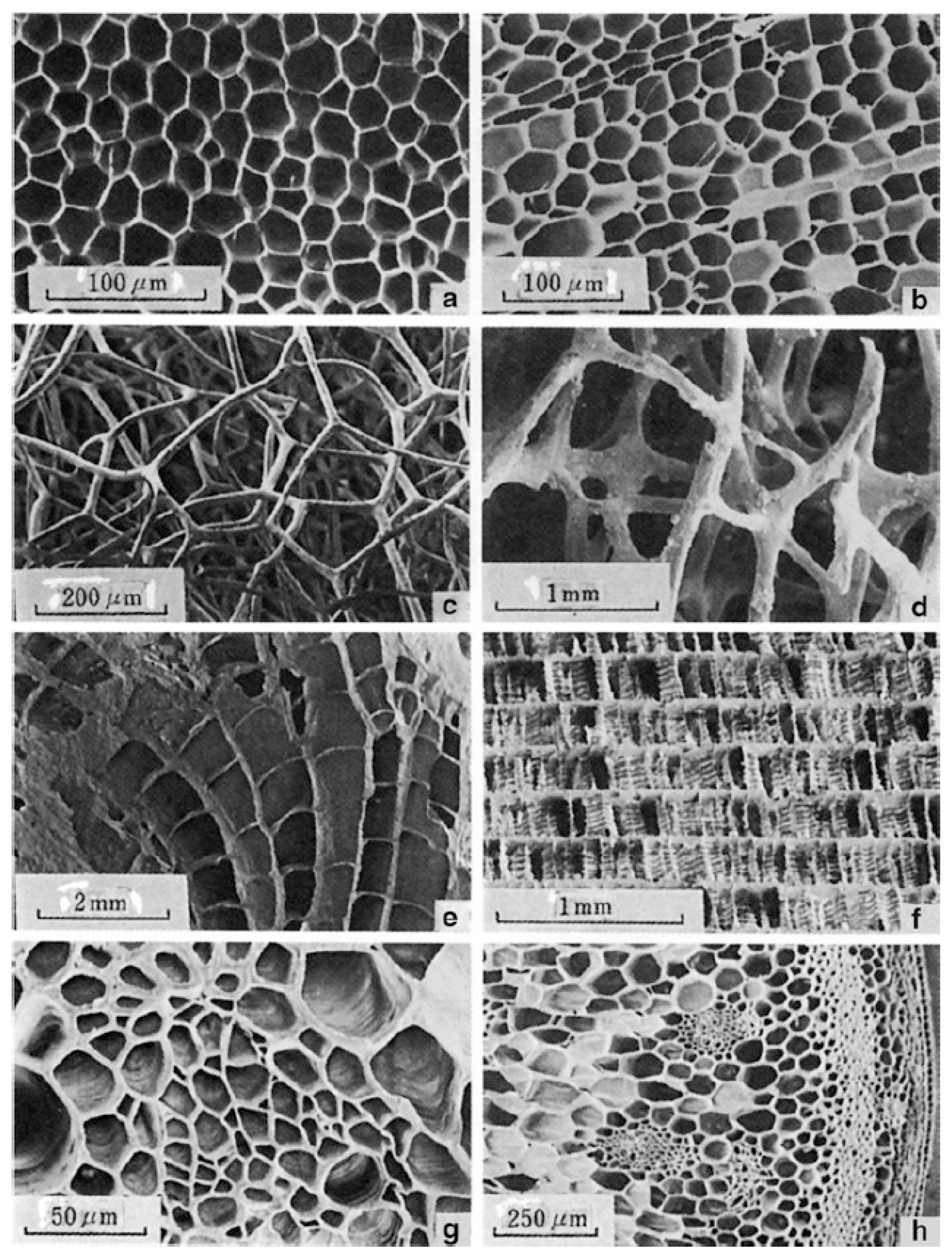 Biomimetics 09 00545 g004