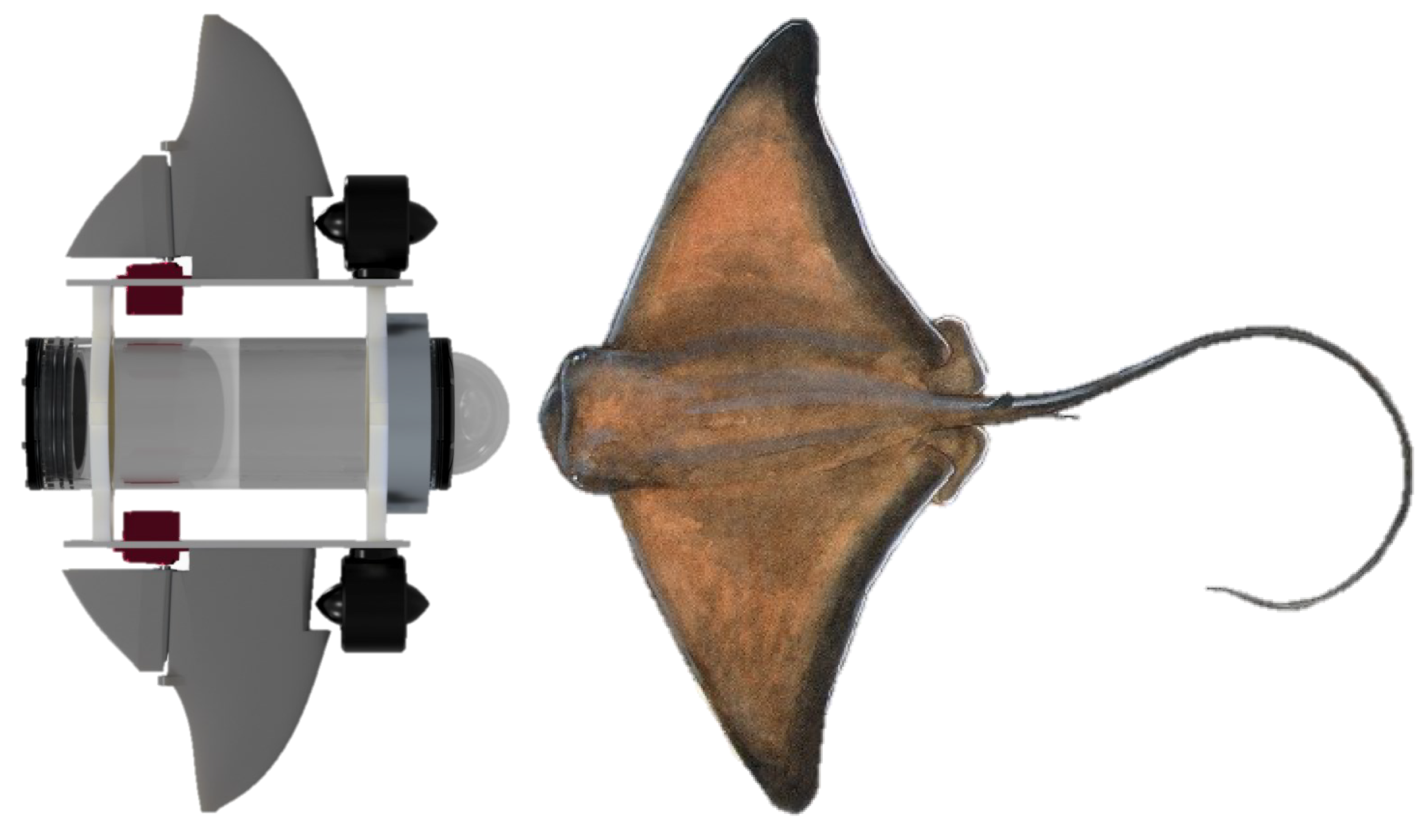 Biomimetics 09 00582 g001