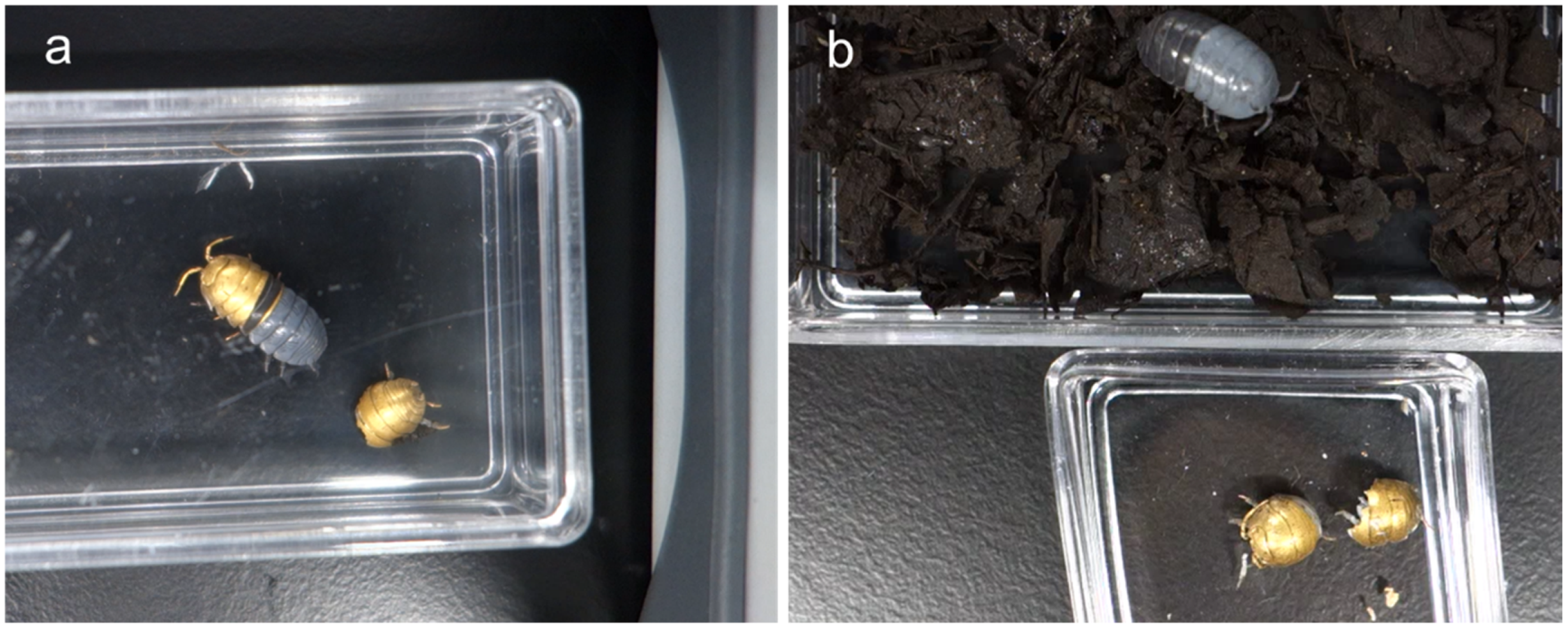 Biomimetics 09 00588 g002