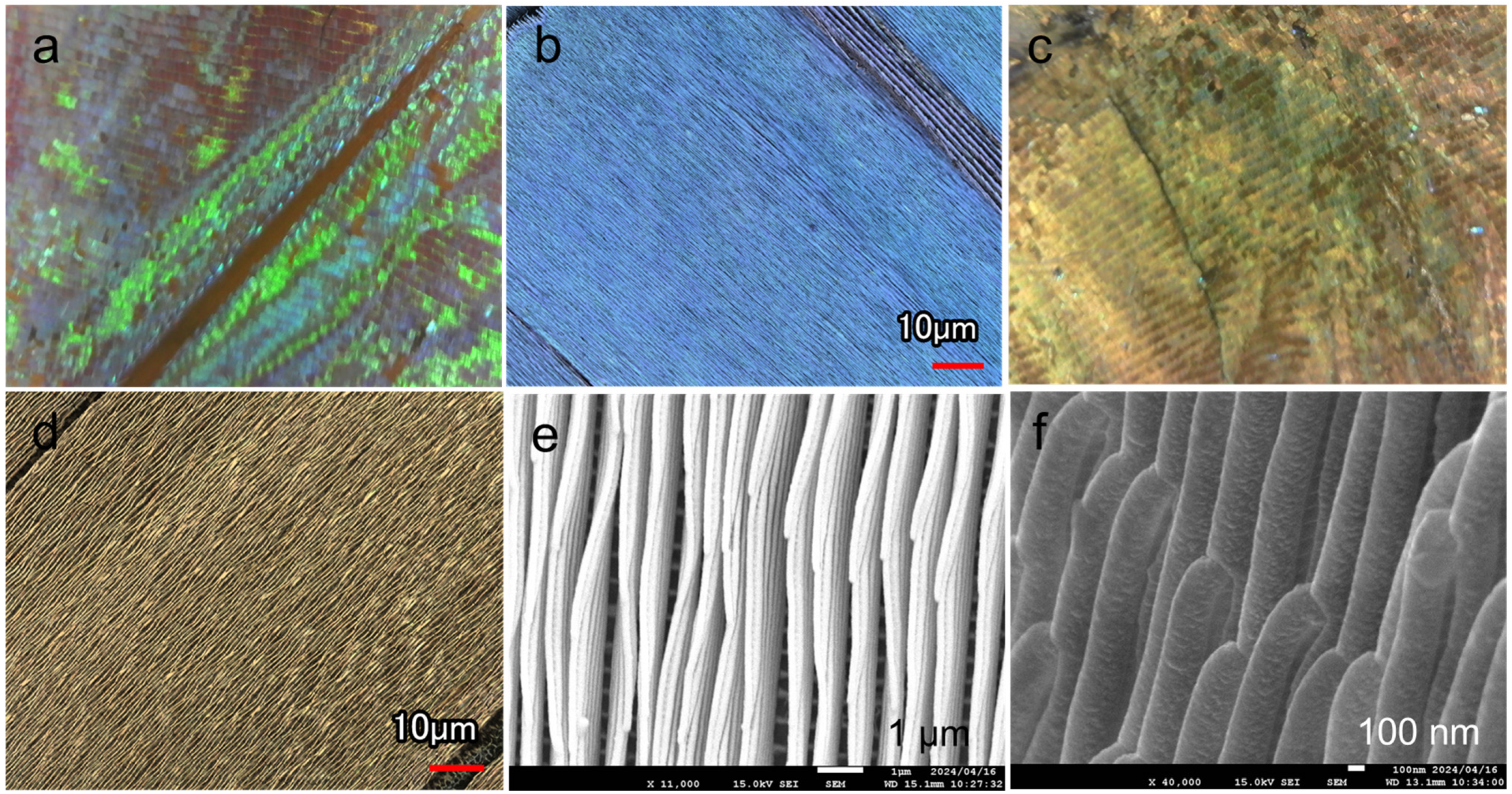 Biomimetics 09 00588 g004