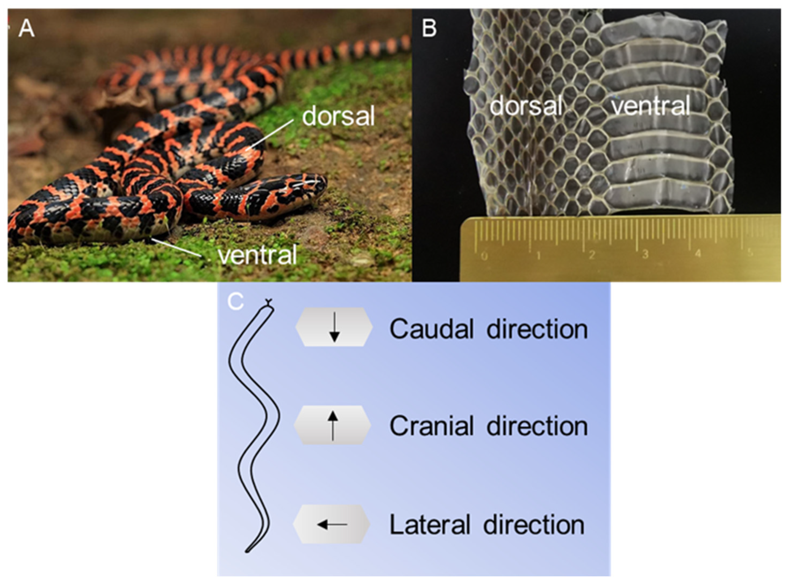 Biomimetics 09 00617 g001