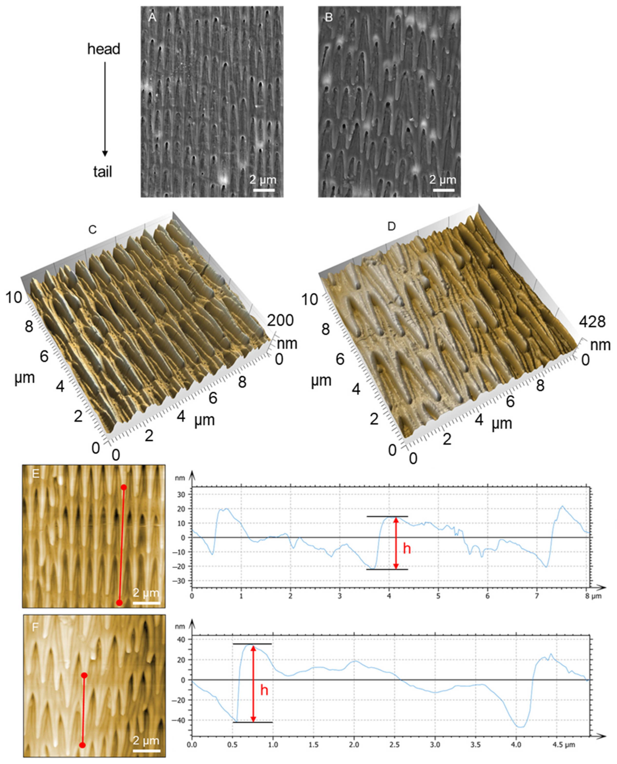 Biomimetics 09 00617 g002