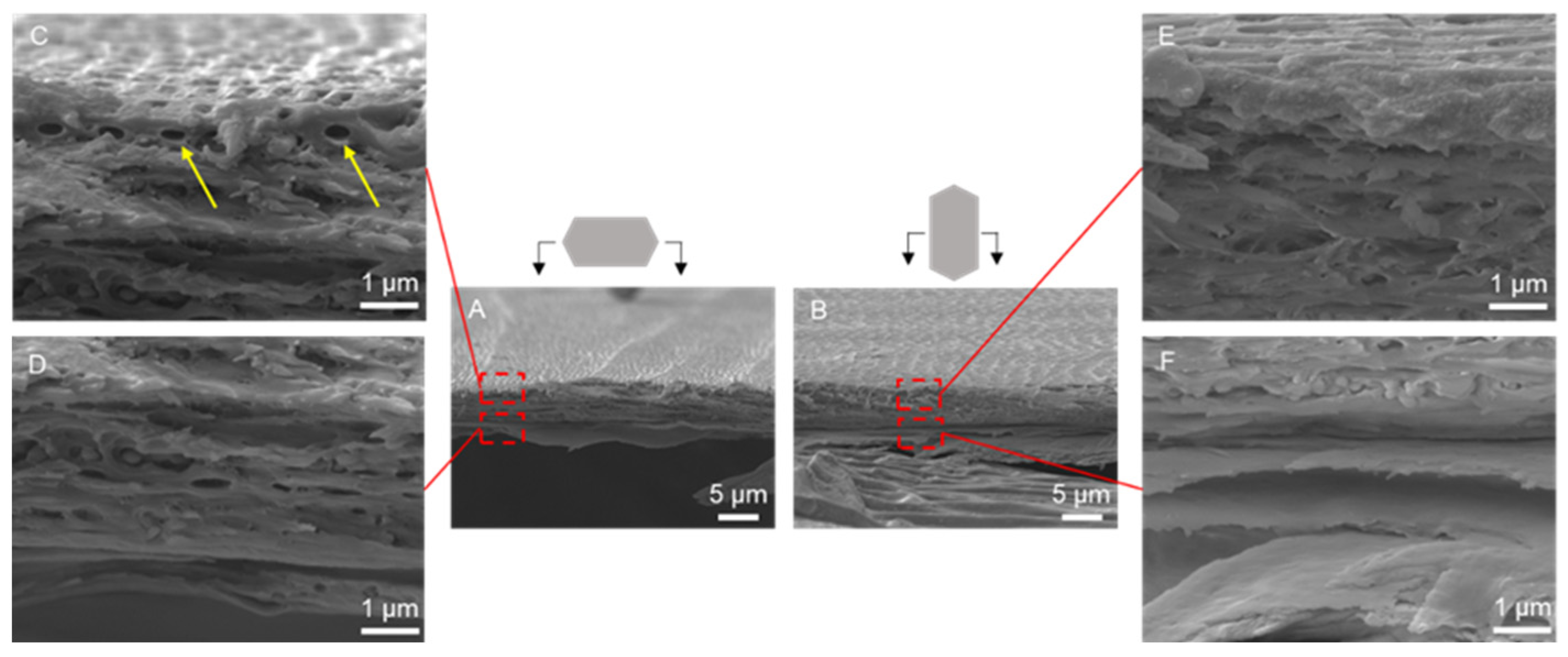 Biomimetics 09 00617 g004