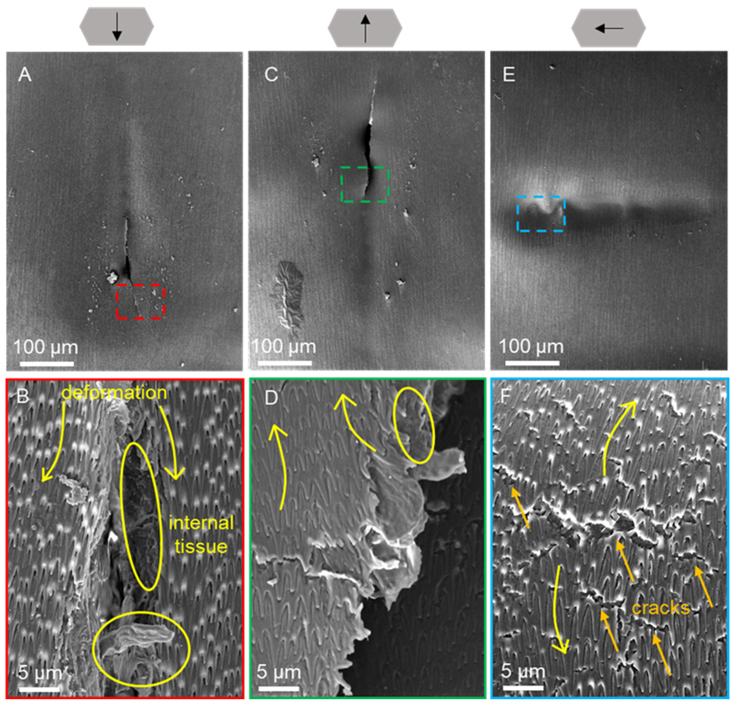 Biomimetics 09 00617 g011