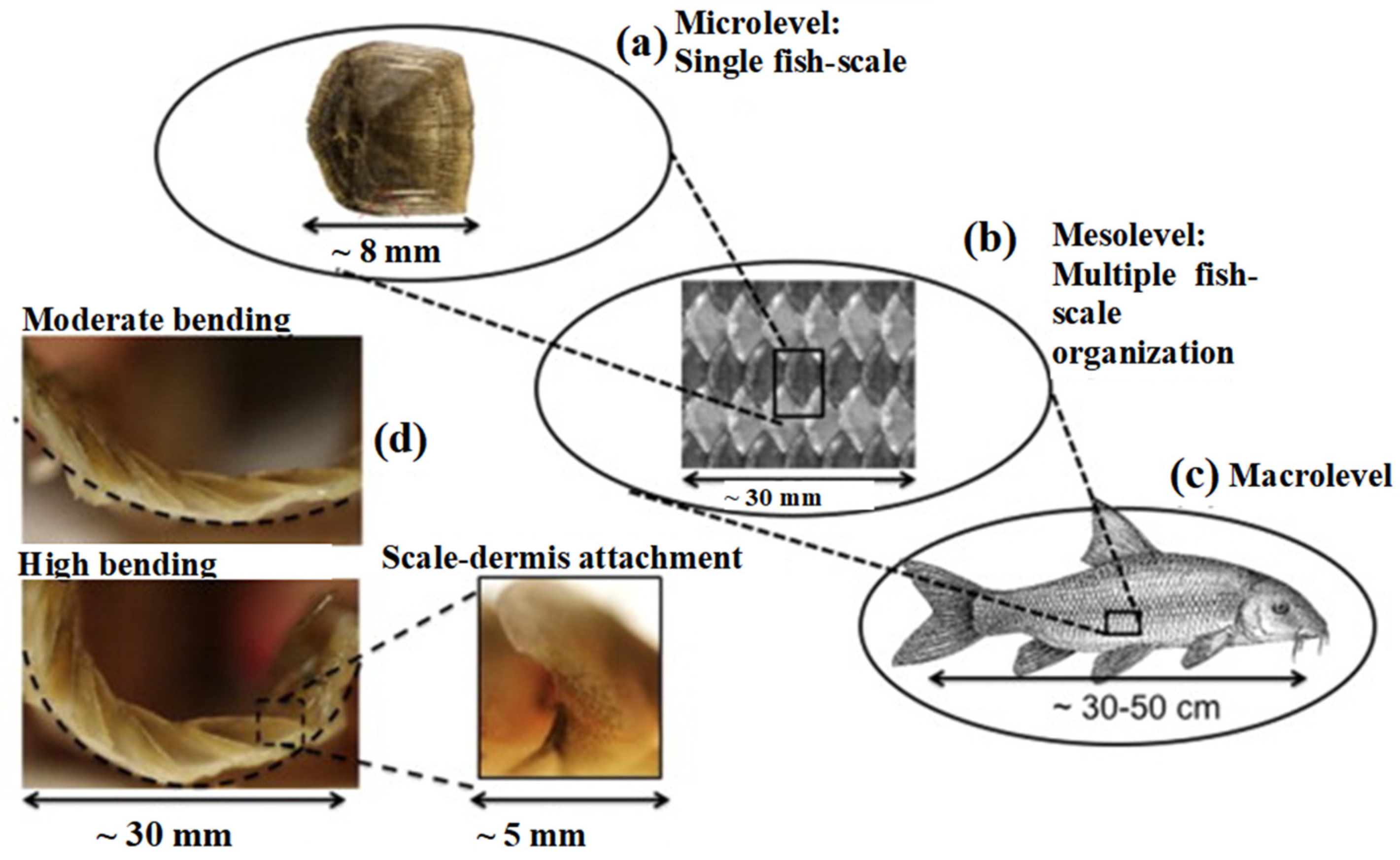 Biomimetics 10 00075 g002