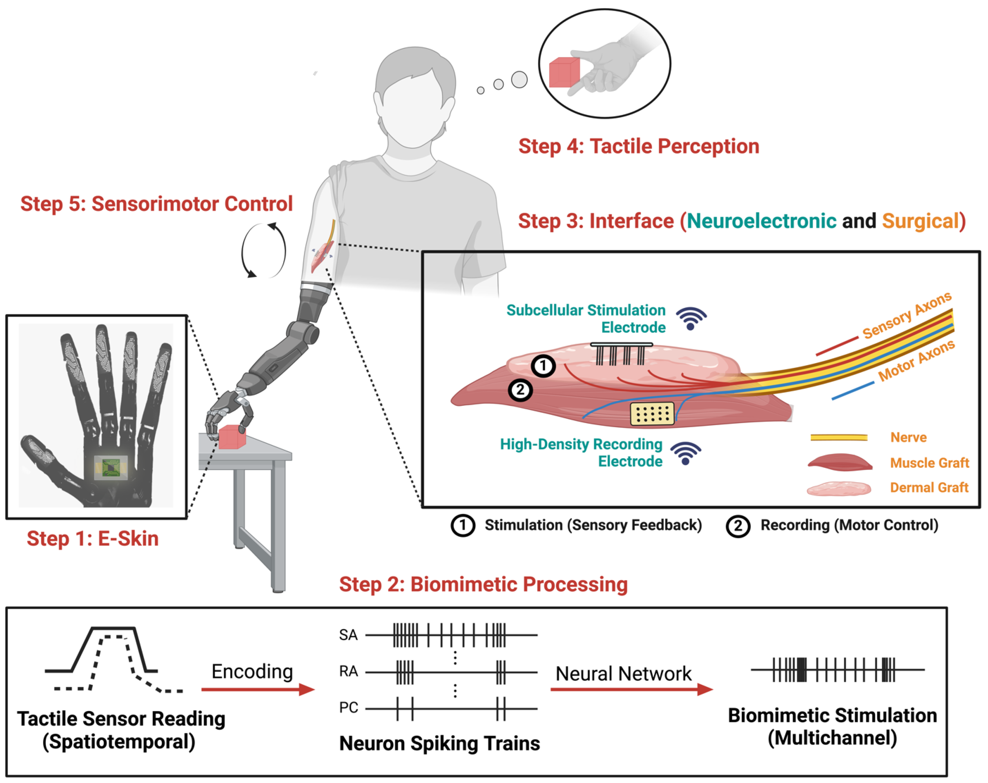 Biomimetics 10 00130 g002