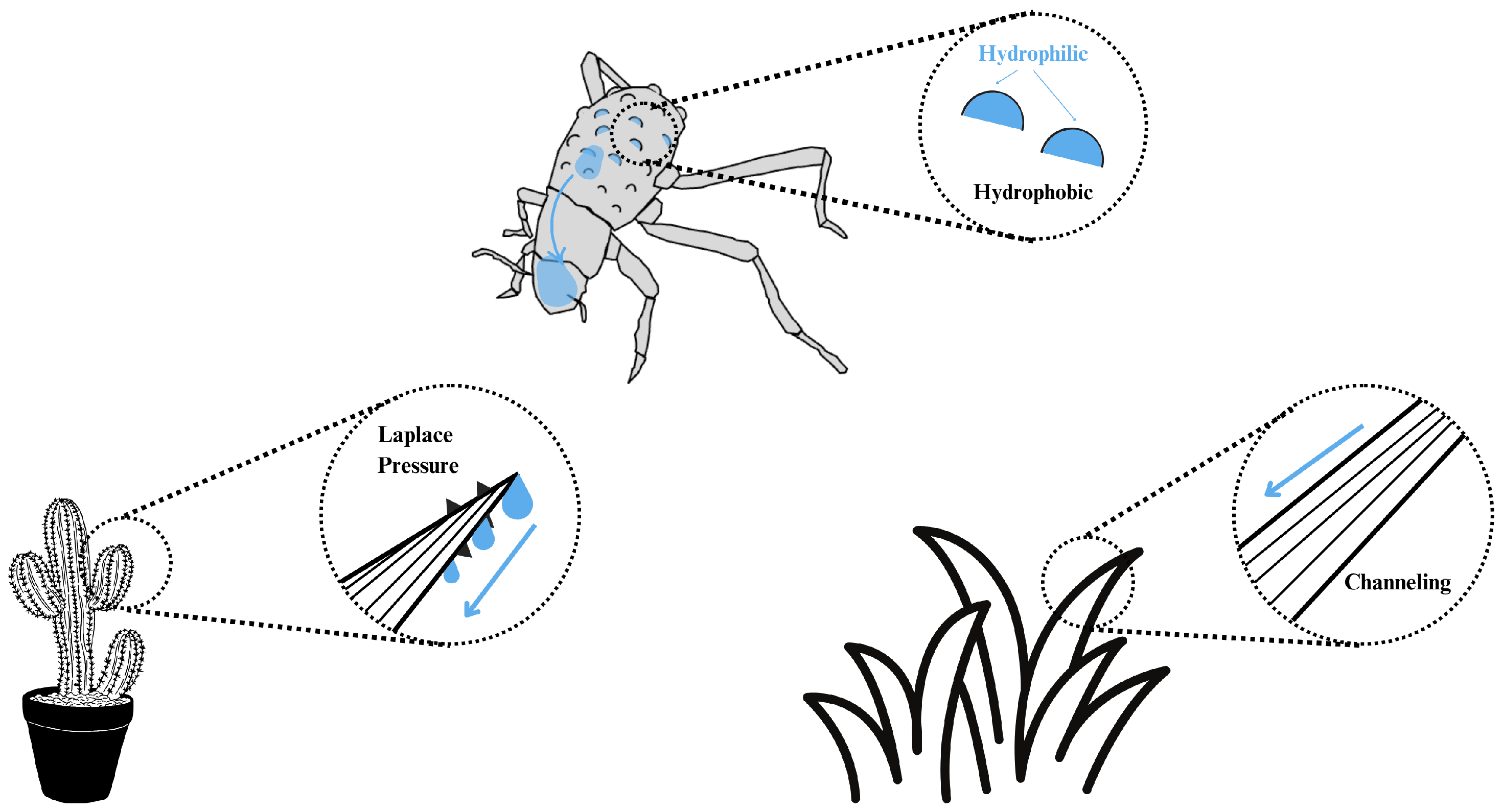 Biomimetics 10 00143 g001