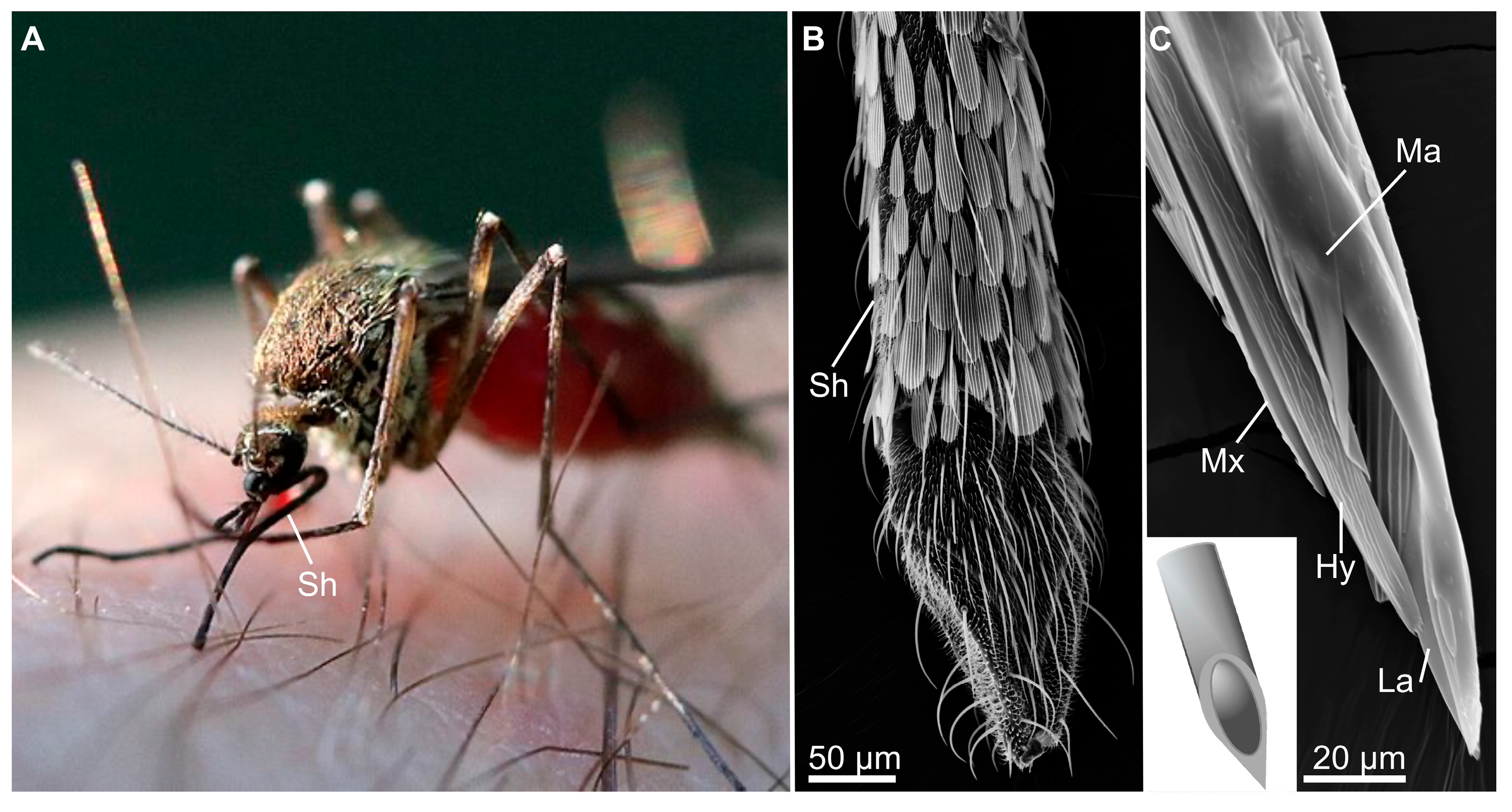 Biomimetics 10 00196 g007 Biomimetics 10 00196 g007