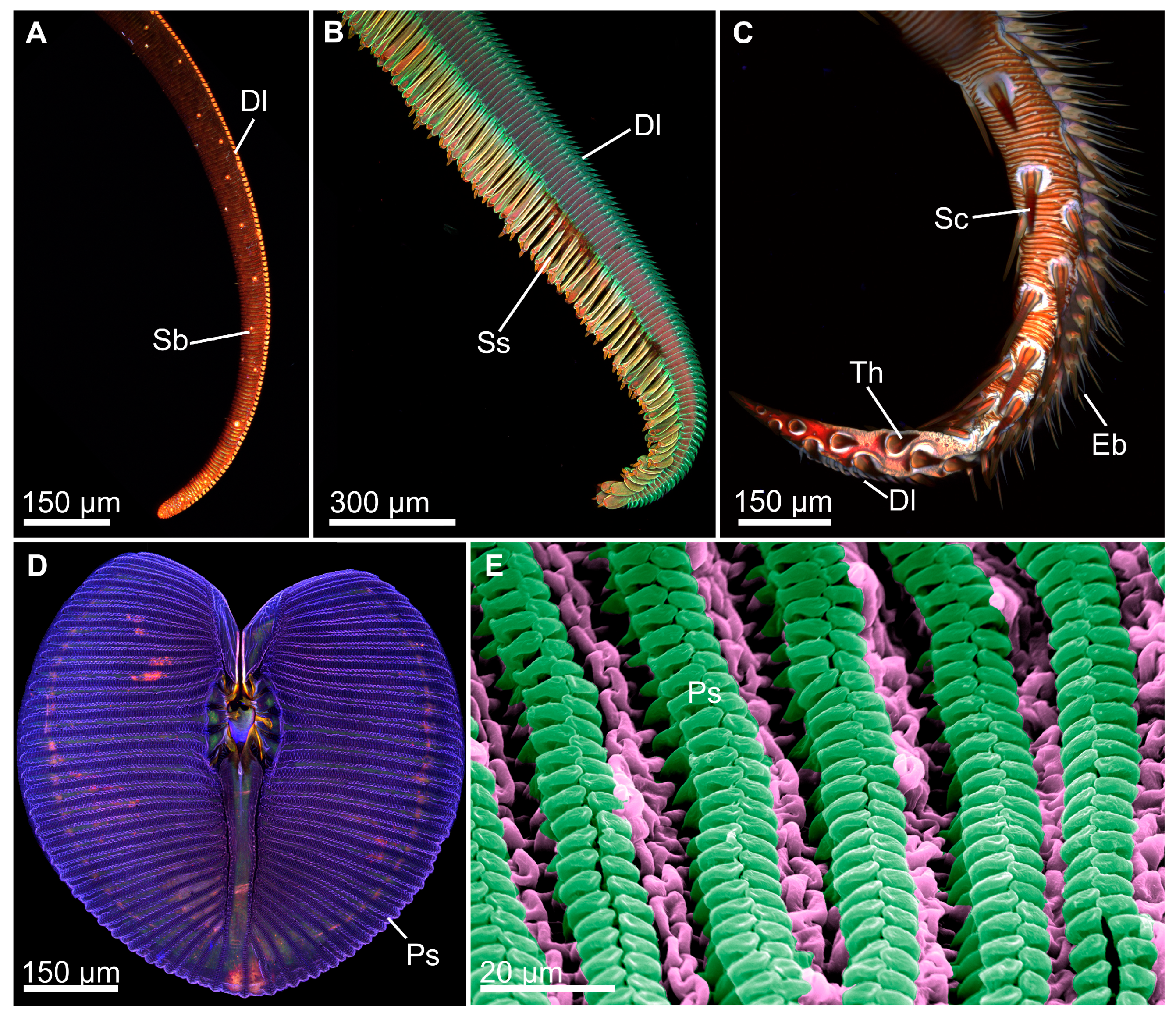 Biomimetics 10 00196 g009 Biomimetics 10 00196 g009