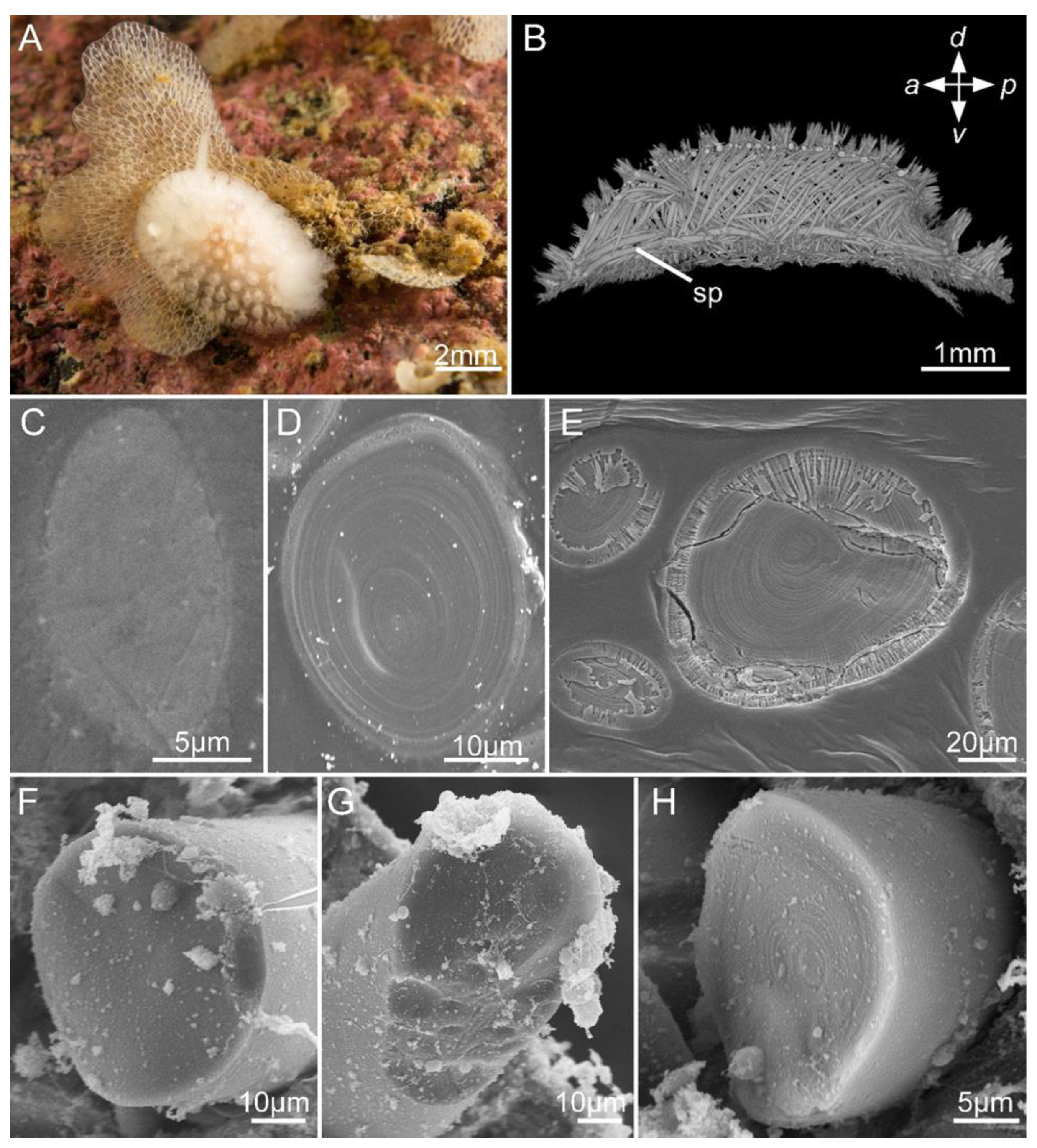 Biomimetics 10 00211 g001