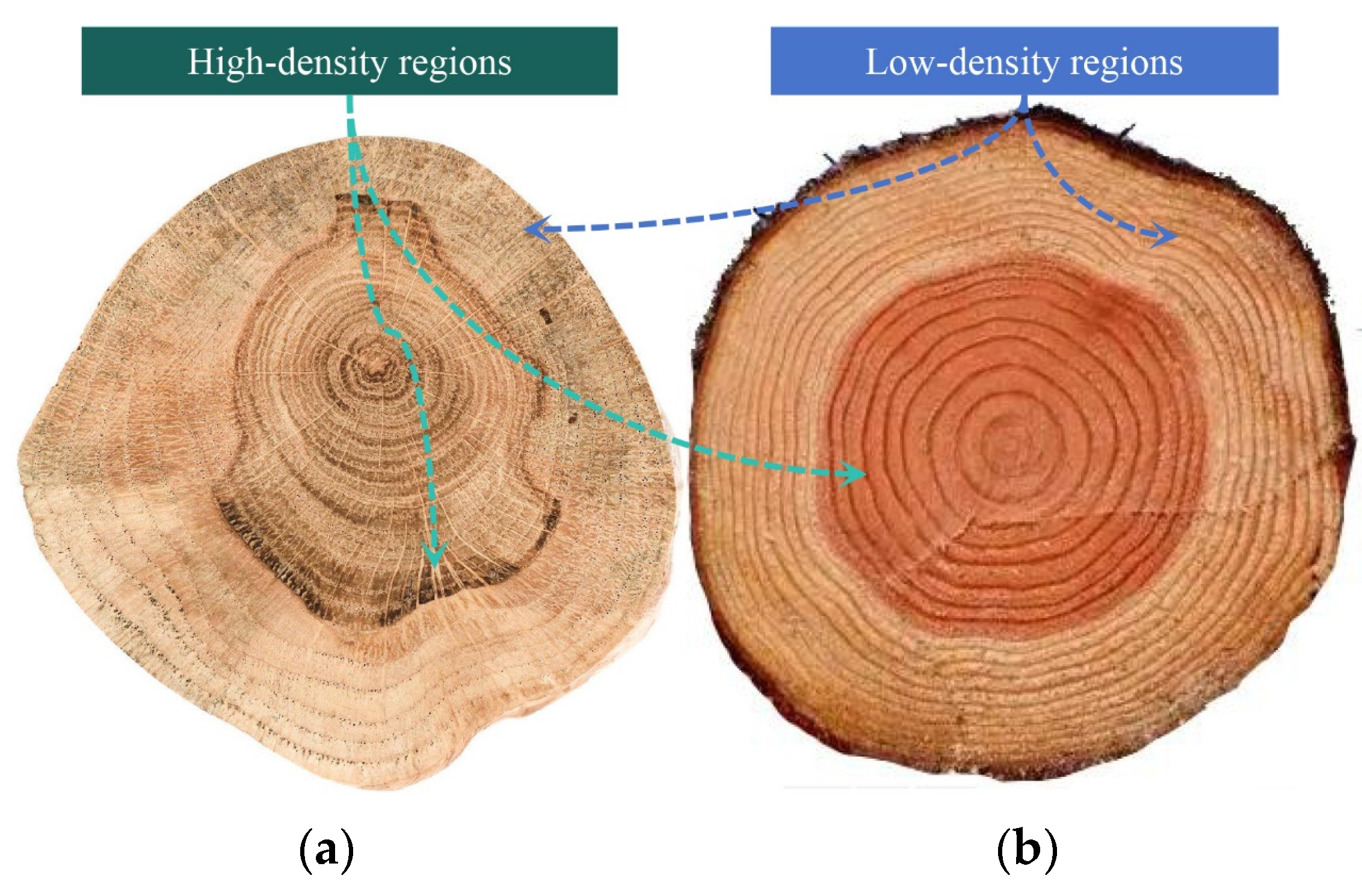 Biomimetics 10 00221 g001
