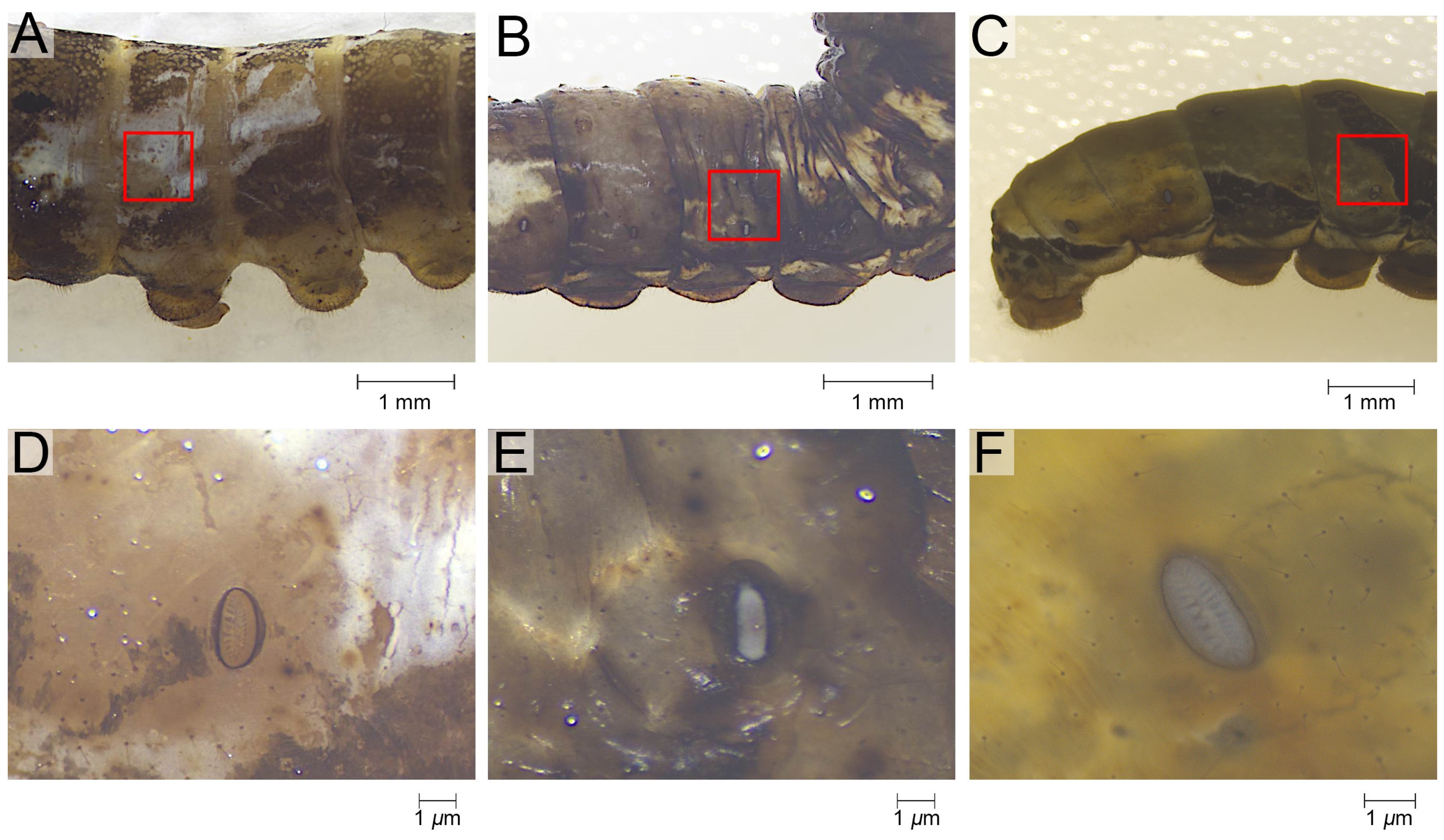 Biomimetics 10 00251 g001