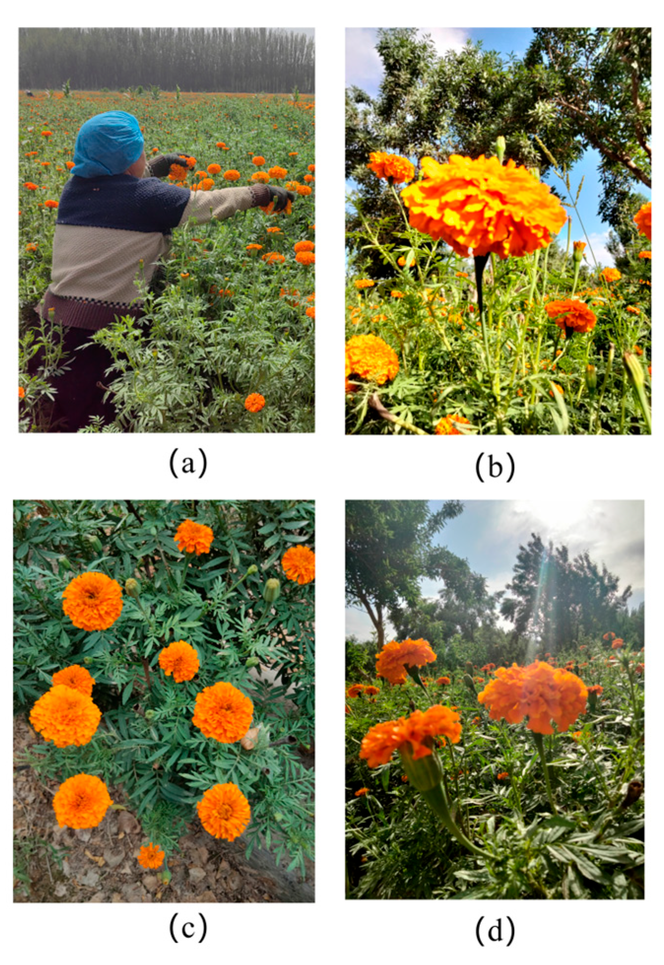 Biomimetics 10 00648 g001 Biomimetics 10 00648 g001