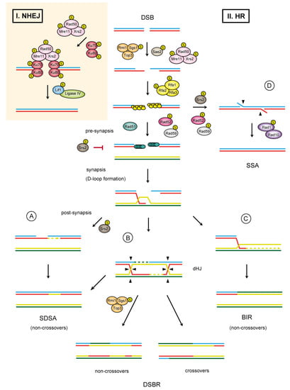 https://www.mdpi.com/biomolecules/biomolecules-02-00350/article_deploy/html/images/biomolecules-02-00350-g001-550.jpg