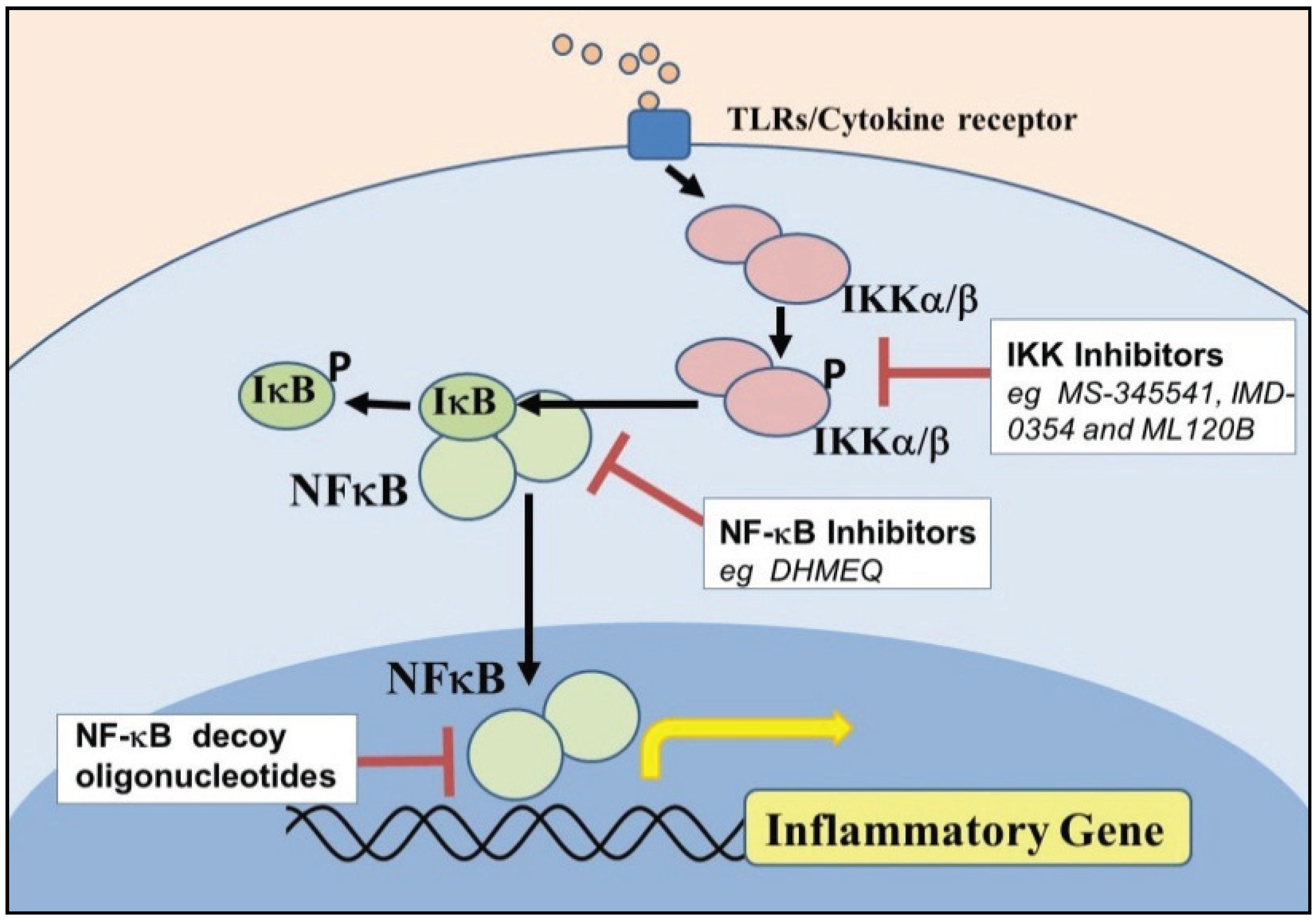 Biomolecules | Free Full-Text | NF-kappaB Signaling in Chronic Inflammatory  Airway Disease