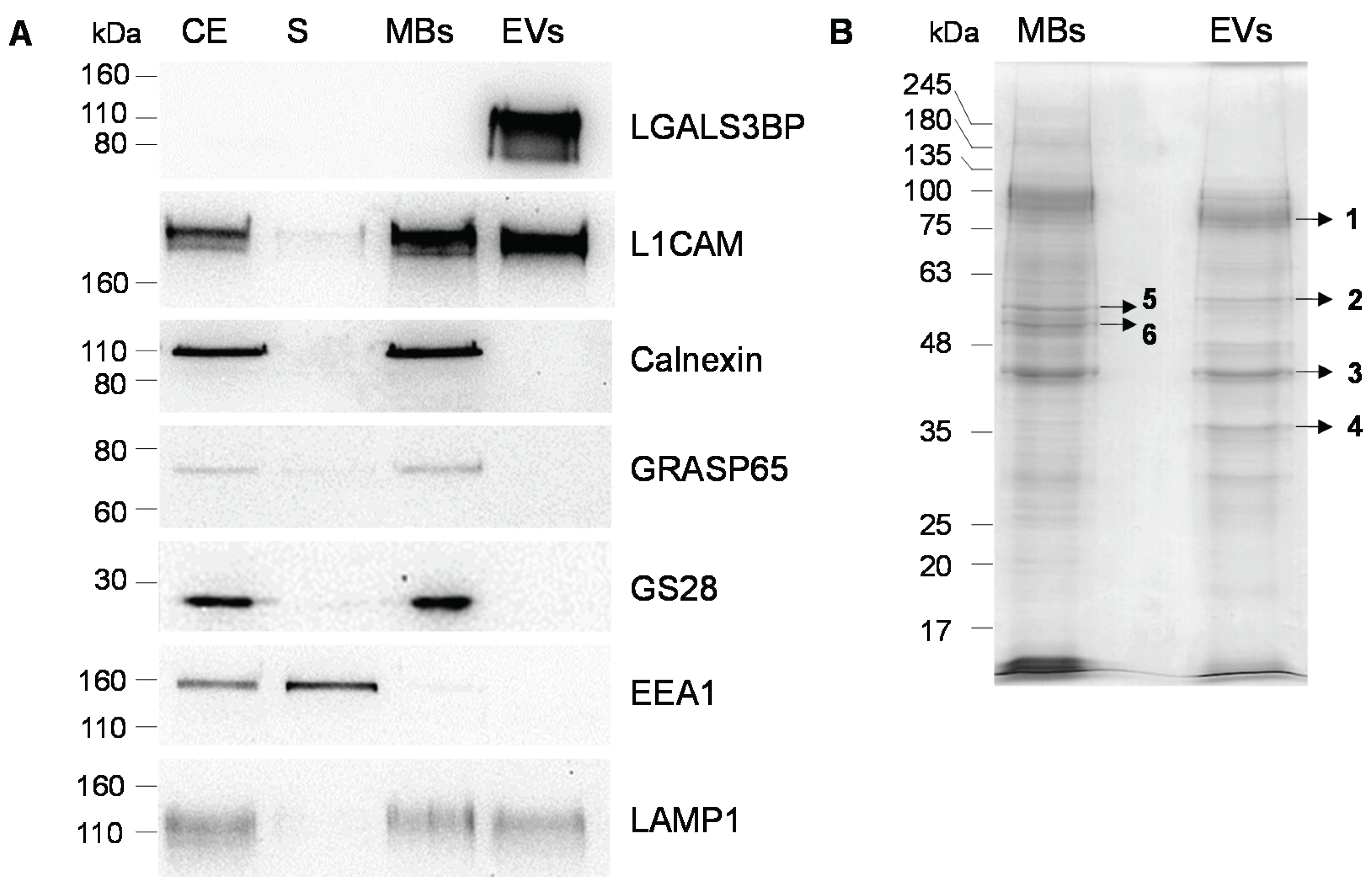 Biomolecules 05 01741 g002