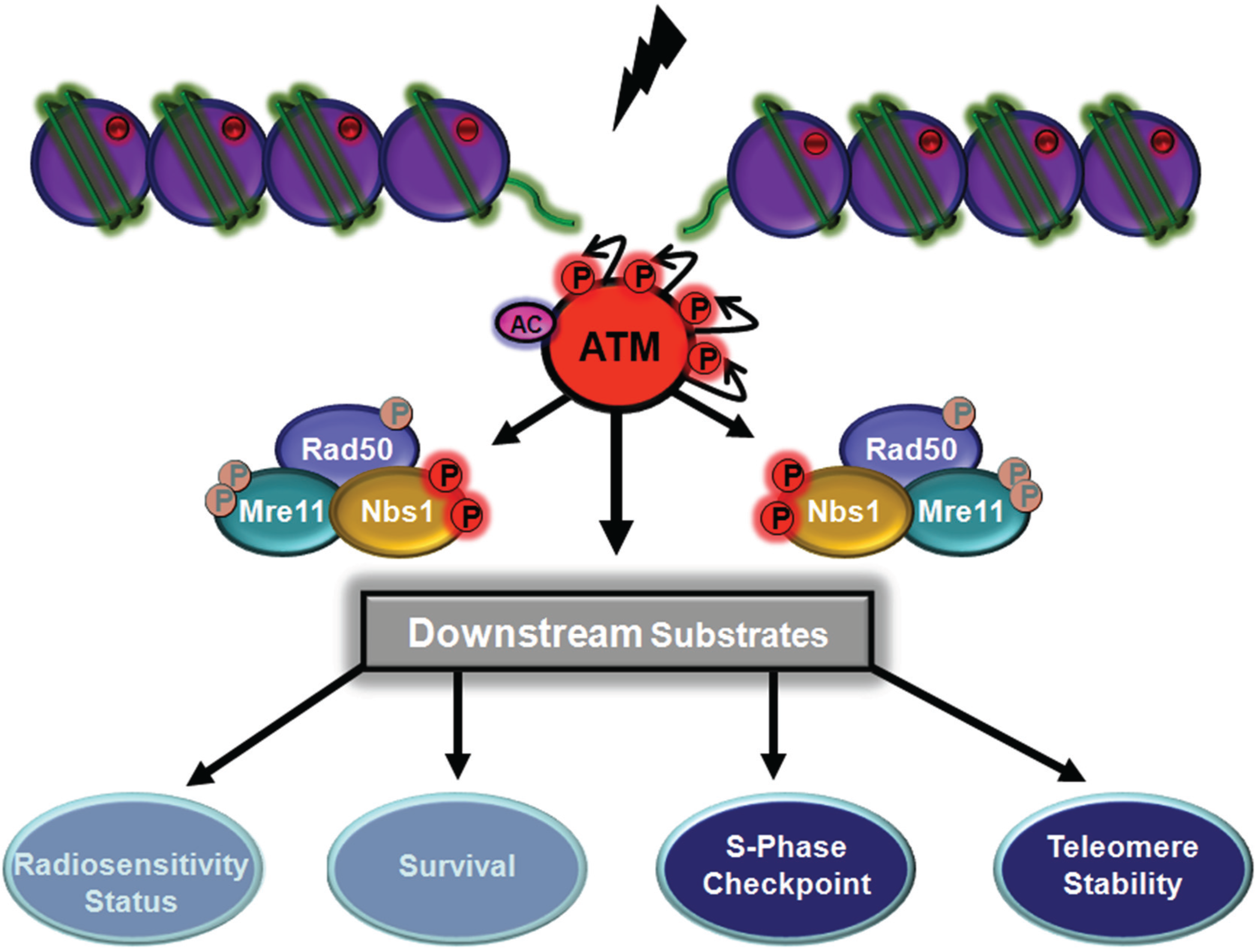 Biomolecules 05 02877 g004