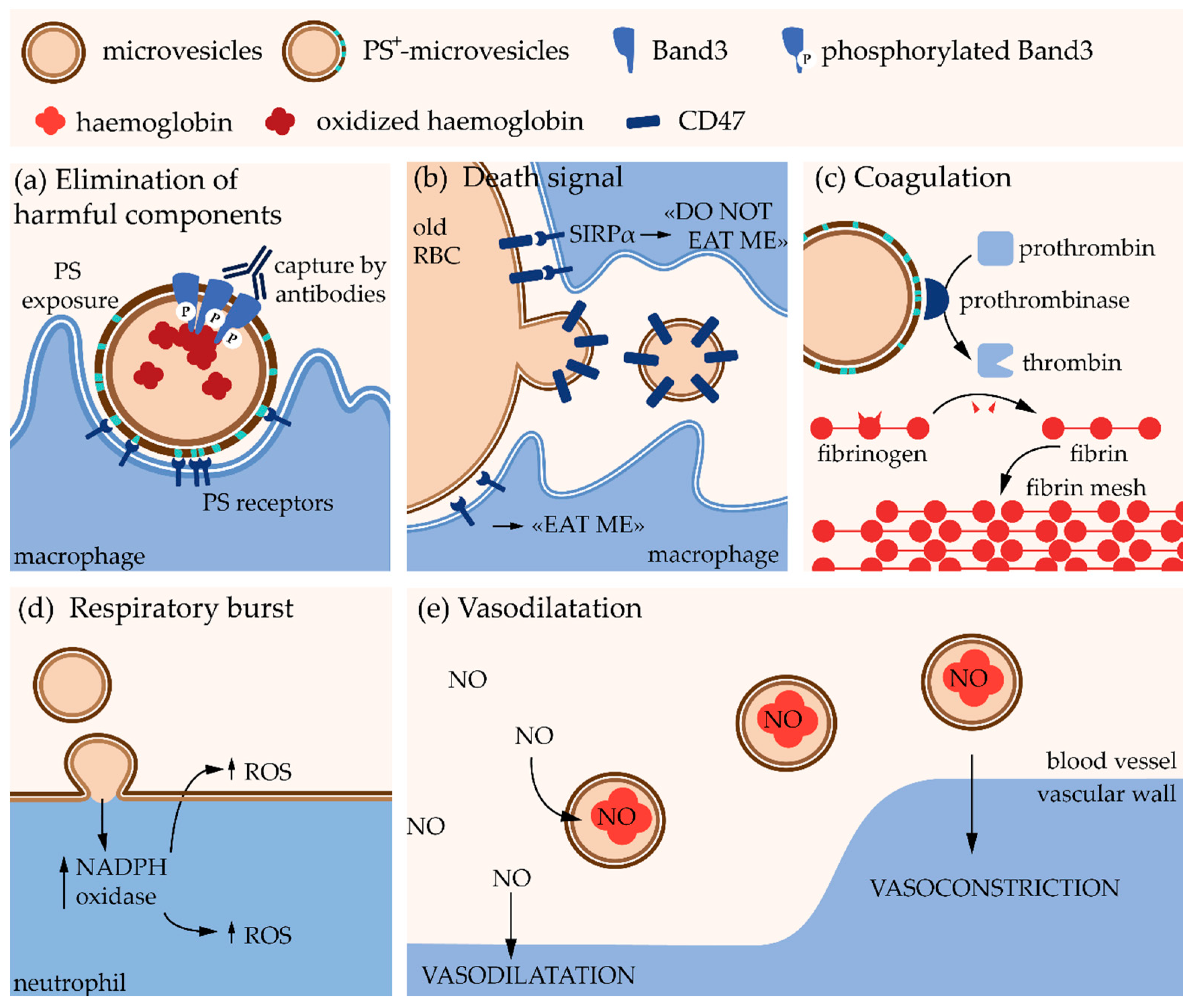Biomolecules | Free Full-Text | Plasma Membrane Lipid Domains as Platforms  for Vesicle Biogenesis and Shedding?