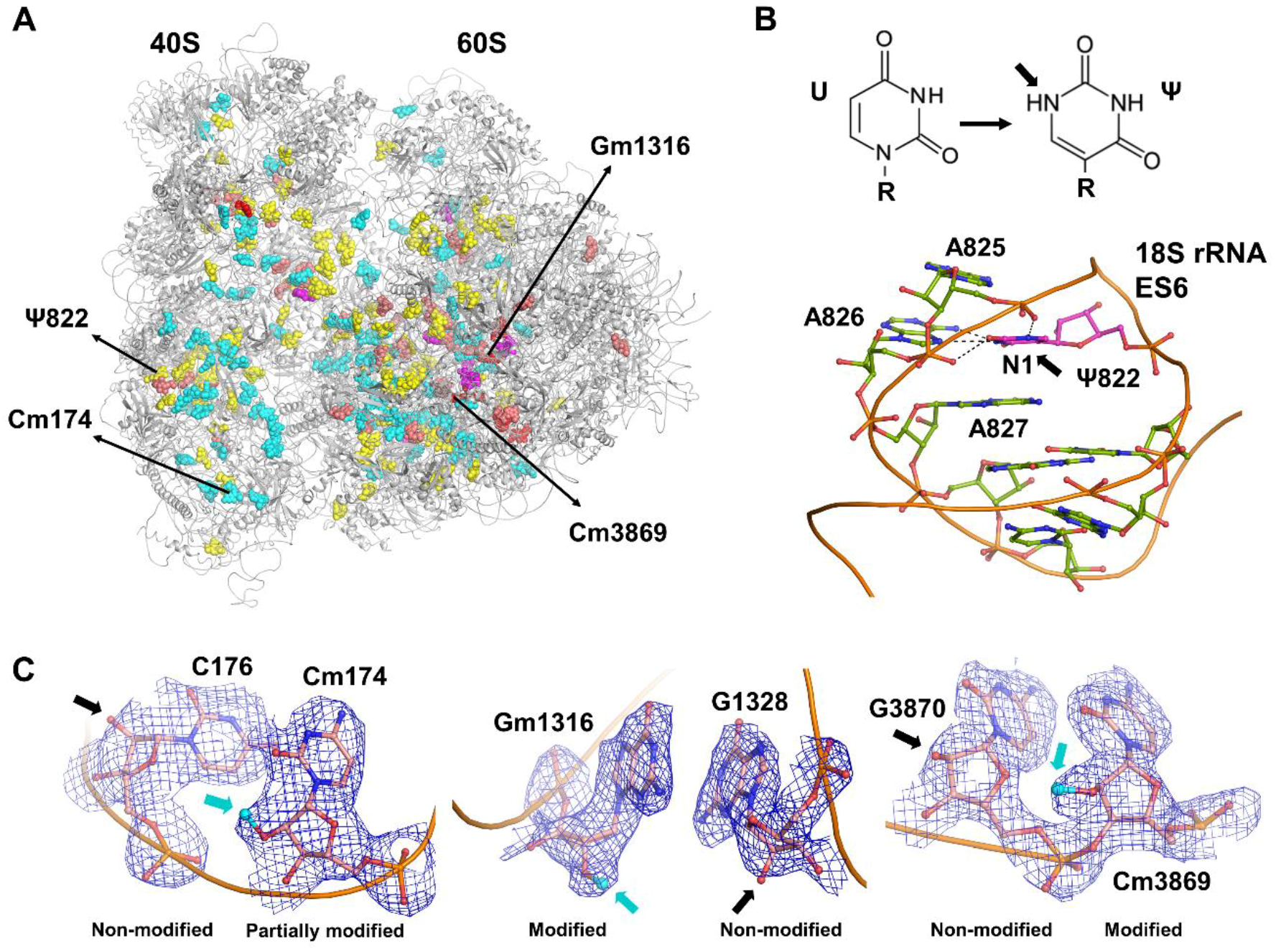Biomolecules Free Full Text Visualizing The Role Of 2 Oh Rrna Methylations In The Human Ribosome Structure Html