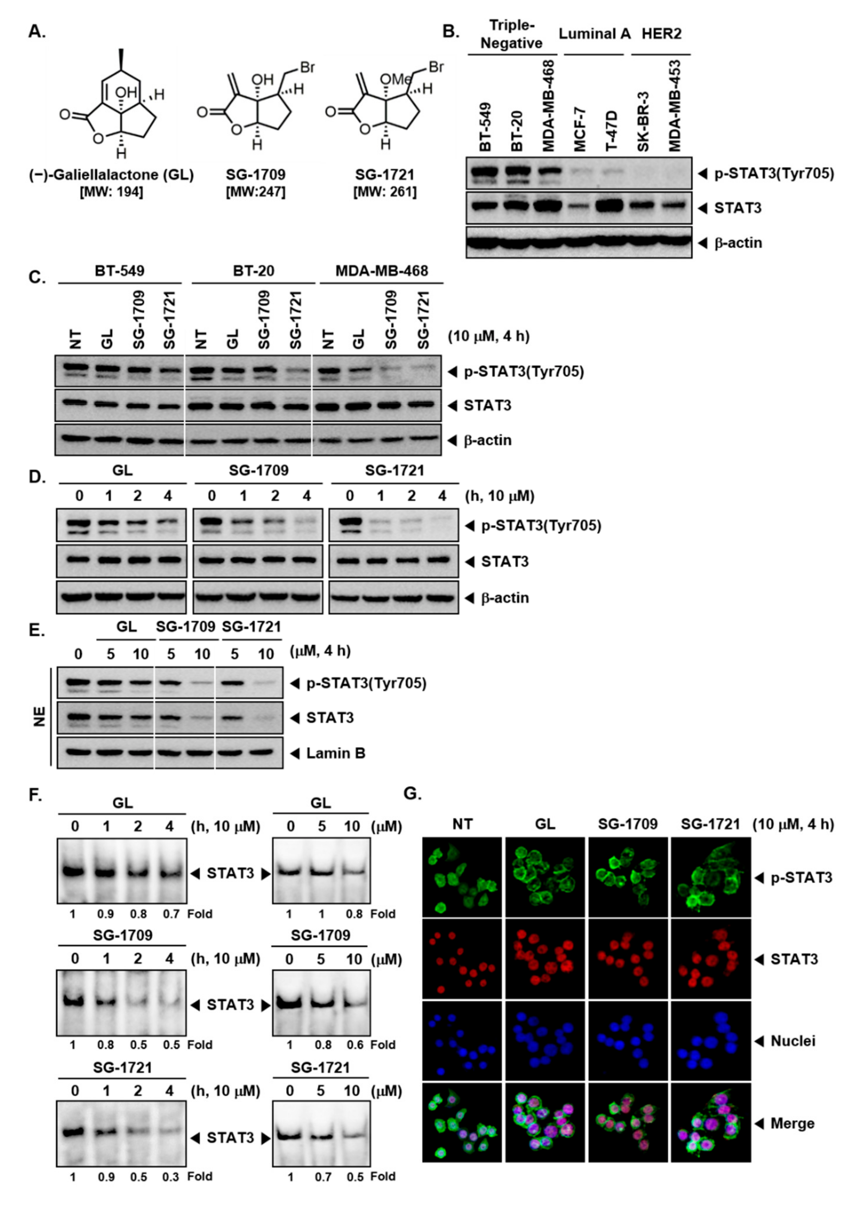 Biomolecules Free Full Text Novel Galiellalactone Analogues Can Target Stat3 Phosphorylation And Cause Apoptosis In Triple Negative Breast Cancer Html