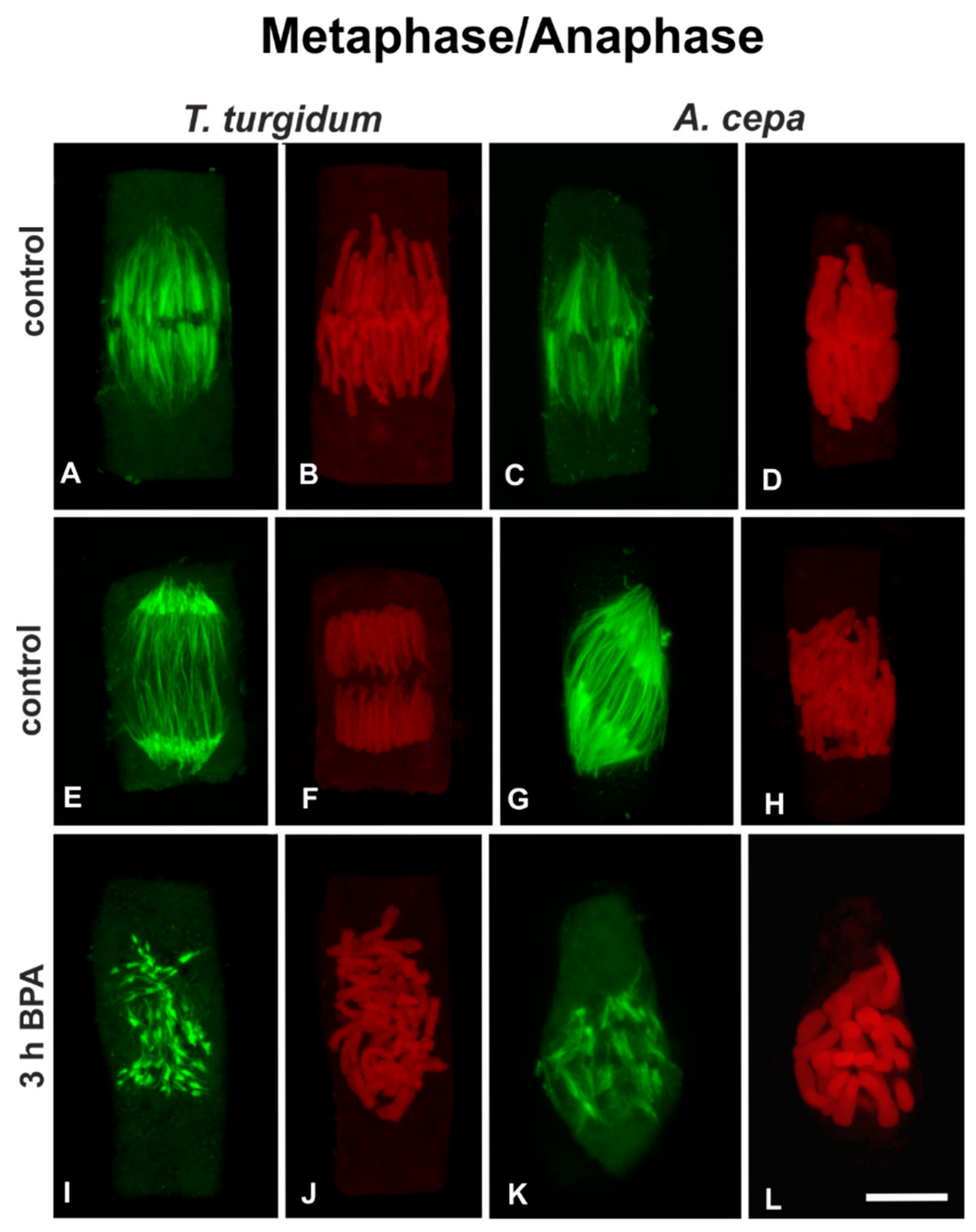Biomolecules 09 00185 g004