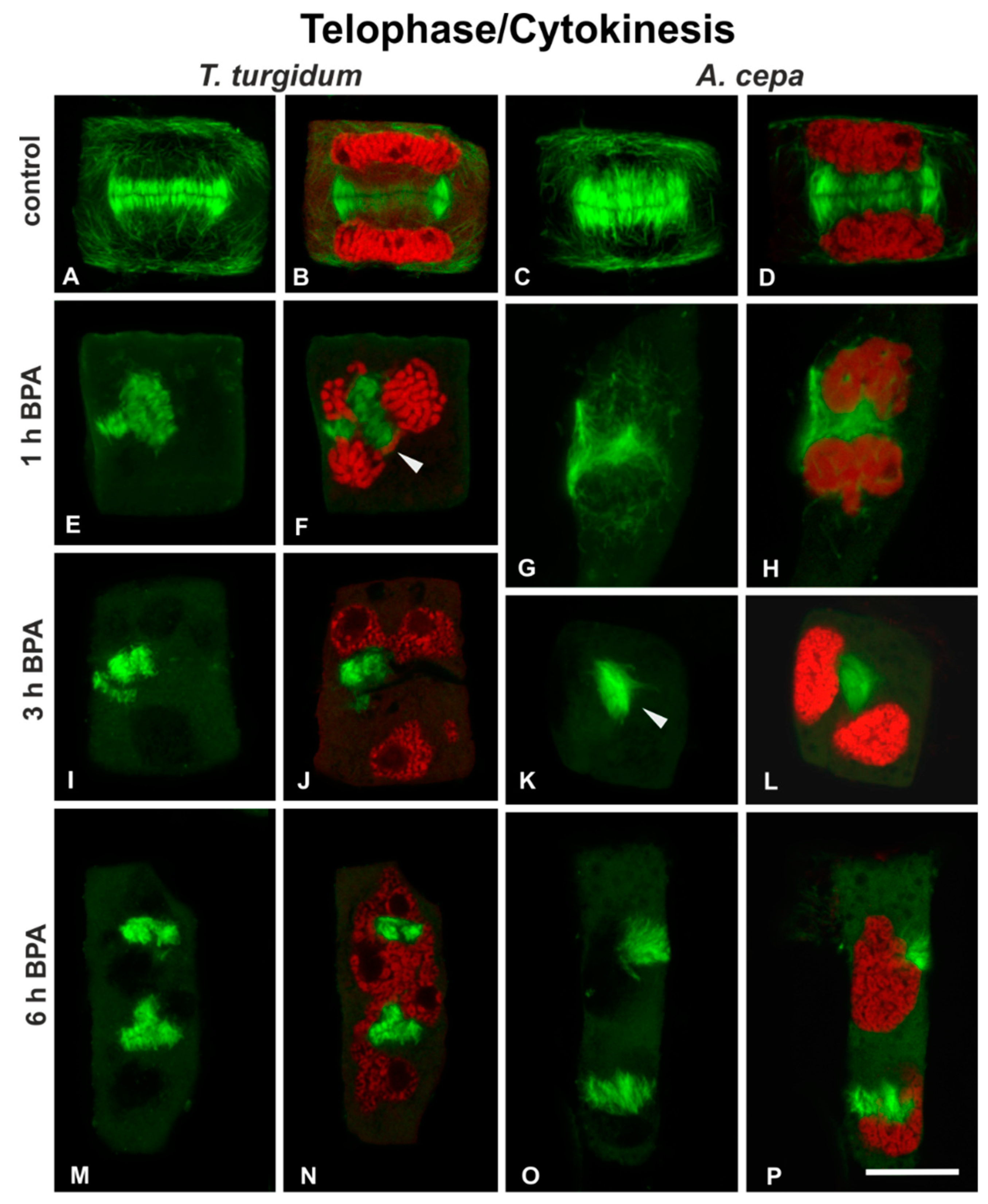Biomolecules 09 00185 g005