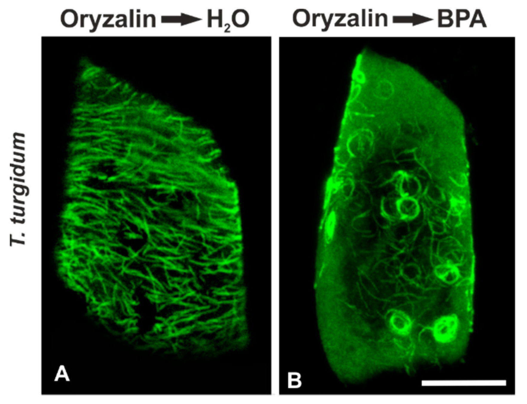 Biomolecules 09 00185 g006