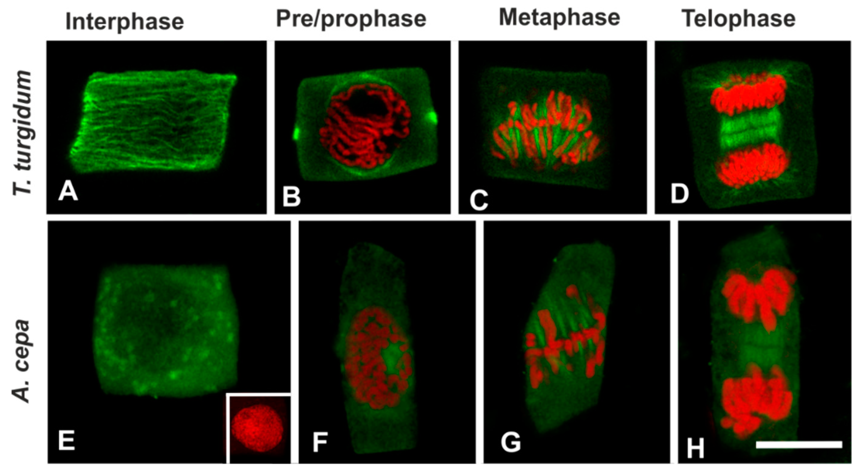 Biomolecules 09 00185 g008