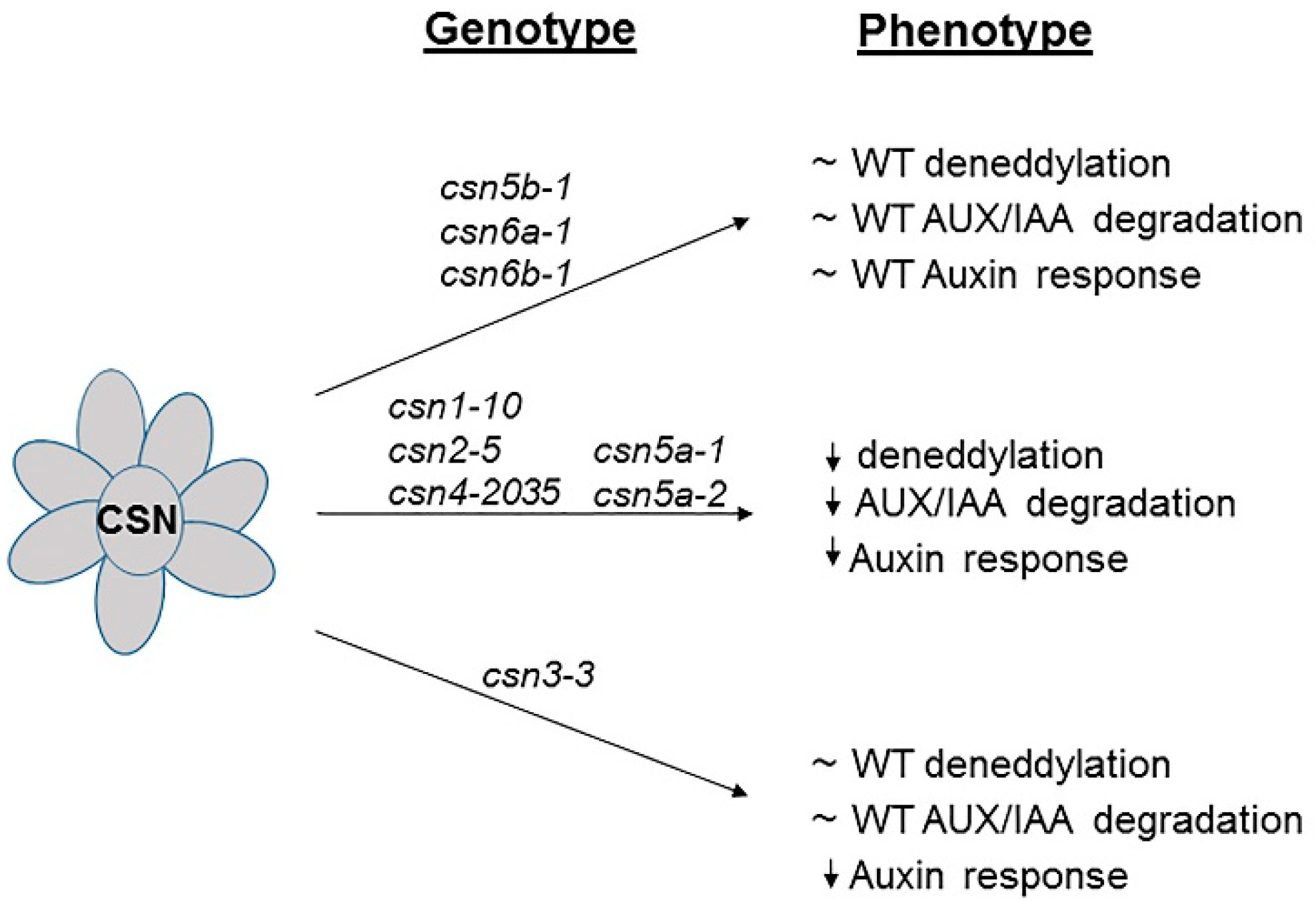 Biomolecules 09 00224 g001 Biomolecules 09 00224 g001
