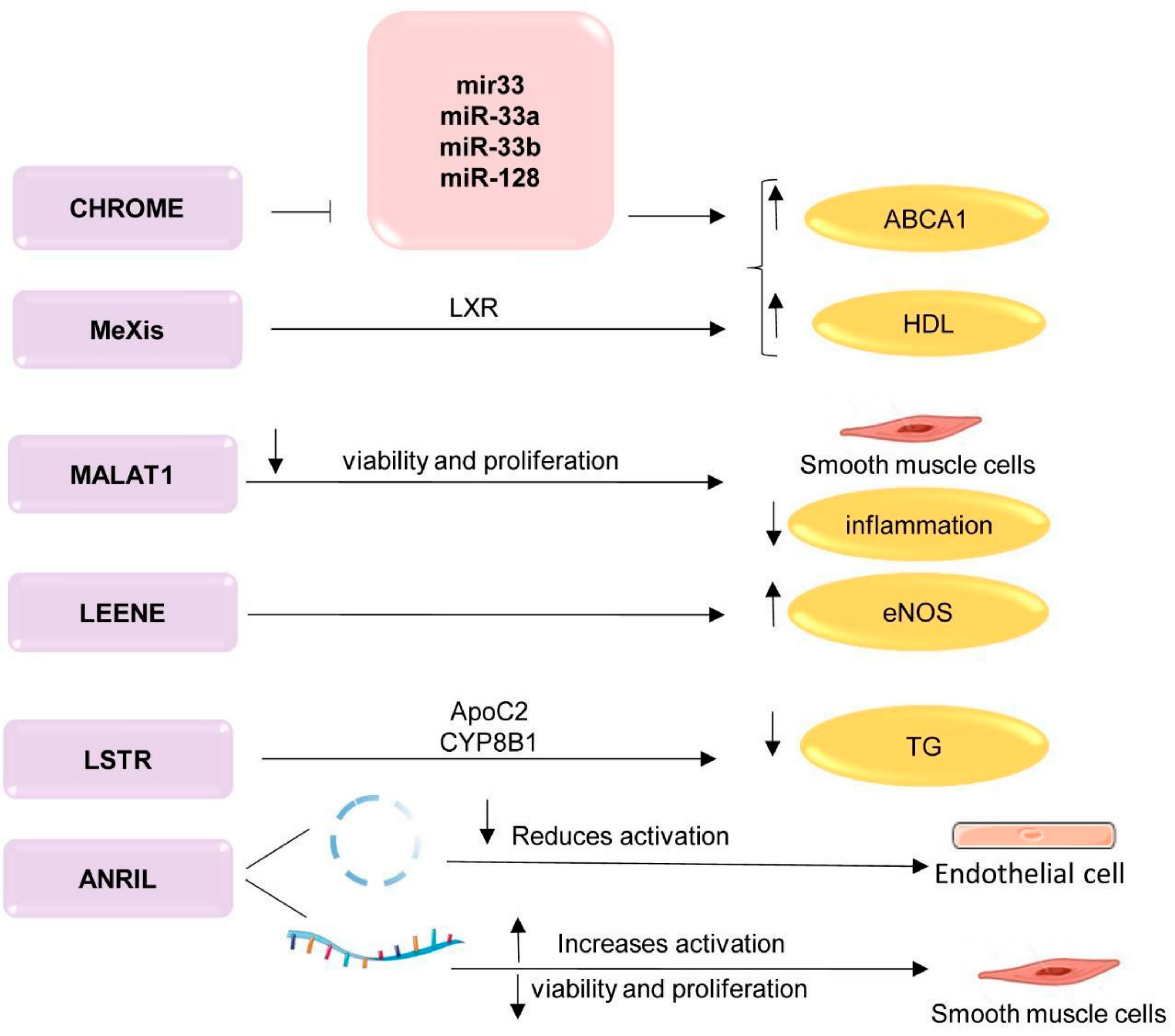 Sterol carrier protein 2: A promising target in the pathogenesis of  atherosclerosis - ScienceDirect