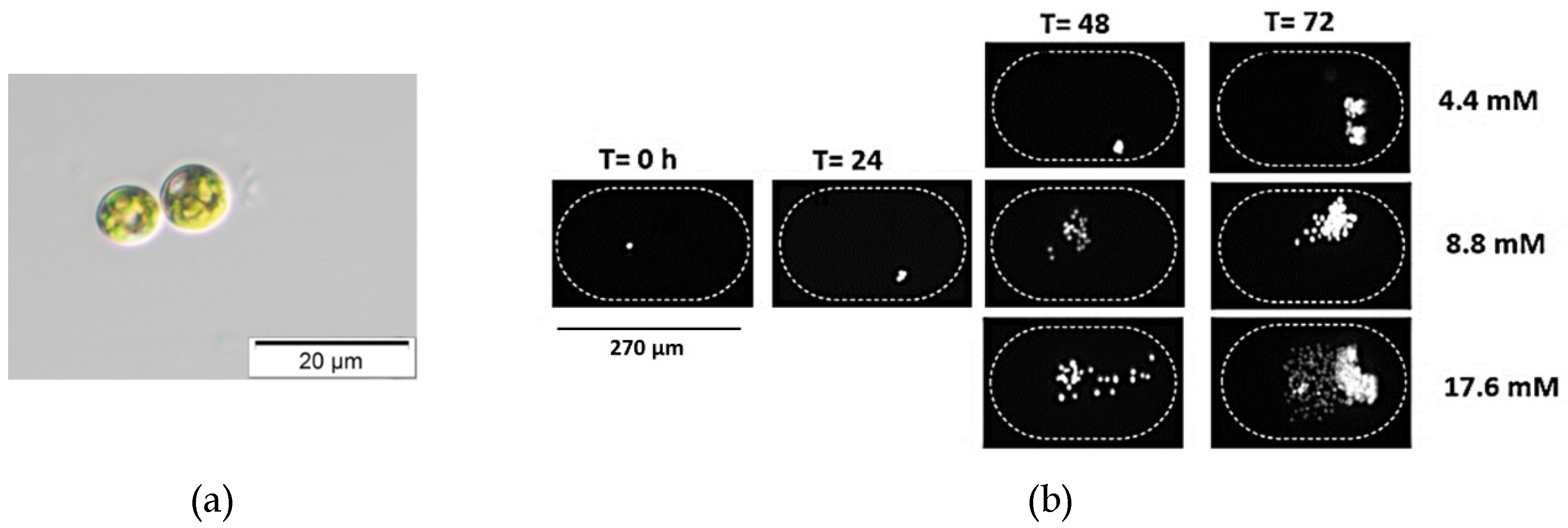 Biomolecules 09 00276 g005