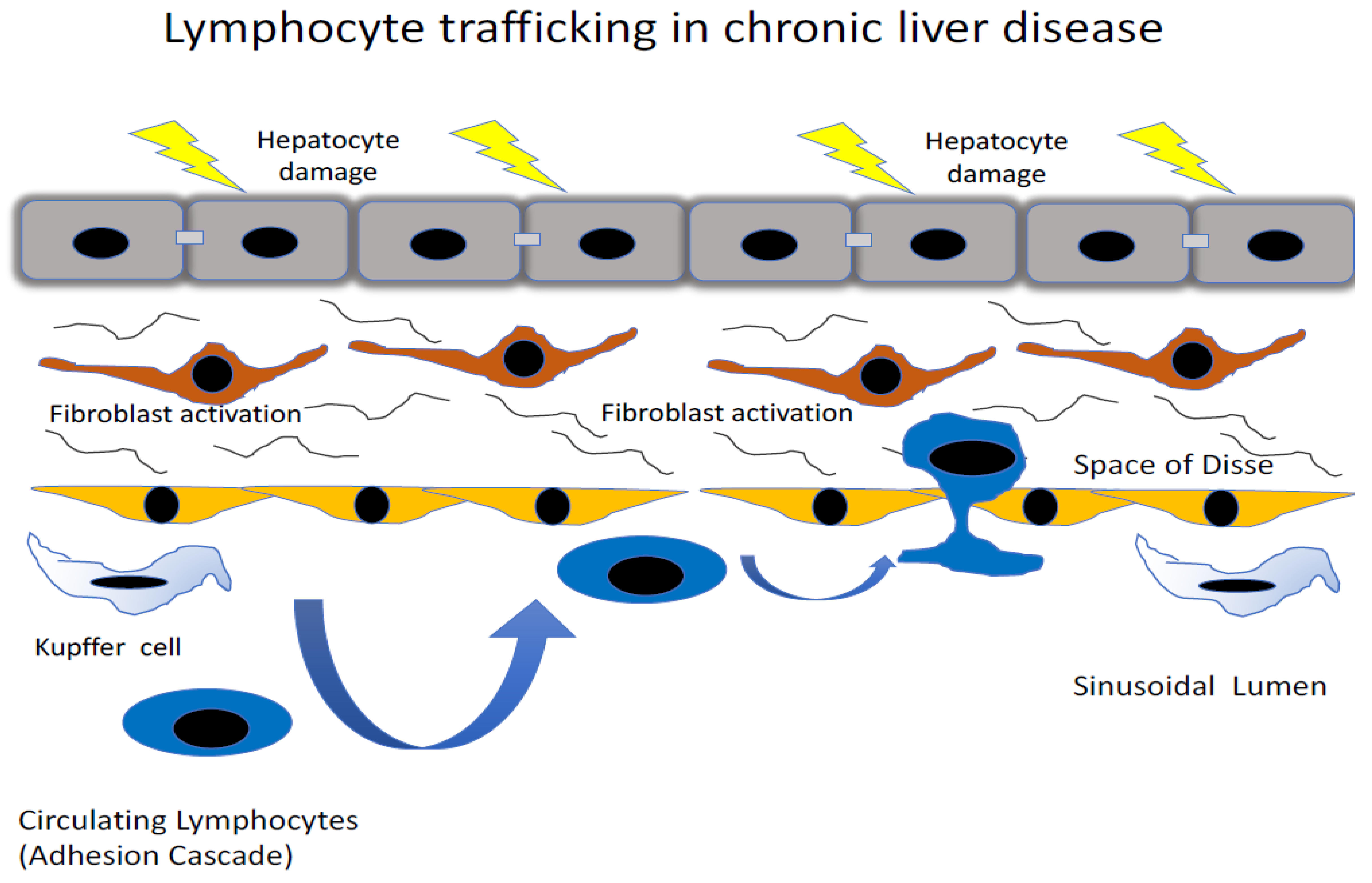 Suppressive Role of Endogenous Endothelial Monocyte Chemoattractant  Protein–1 on Monocyte Transendothelial Migration In Vitro