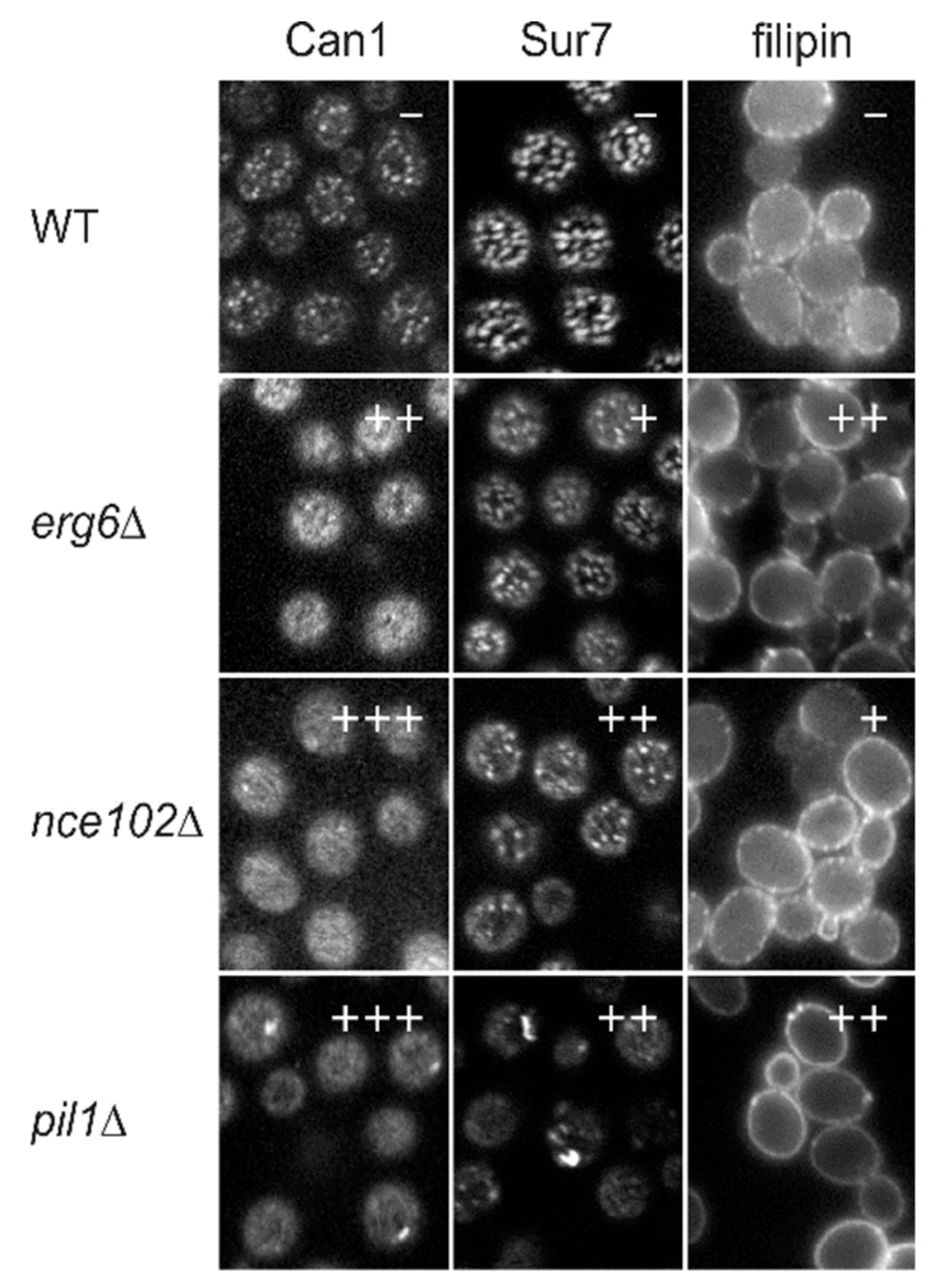 Biomolecules 09 00305 g001
